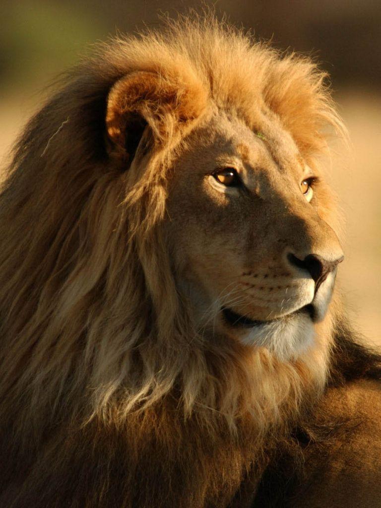 768x1024 Free download Tag Male Lion Wallpaper Background Photo Picture and Image [1600x1200] for your Desktop, Mobile & Tablet. Explore Lion Background Wallpaper. Wallpaper for Desktop Lions, Detroit Lions Background Wallpaper