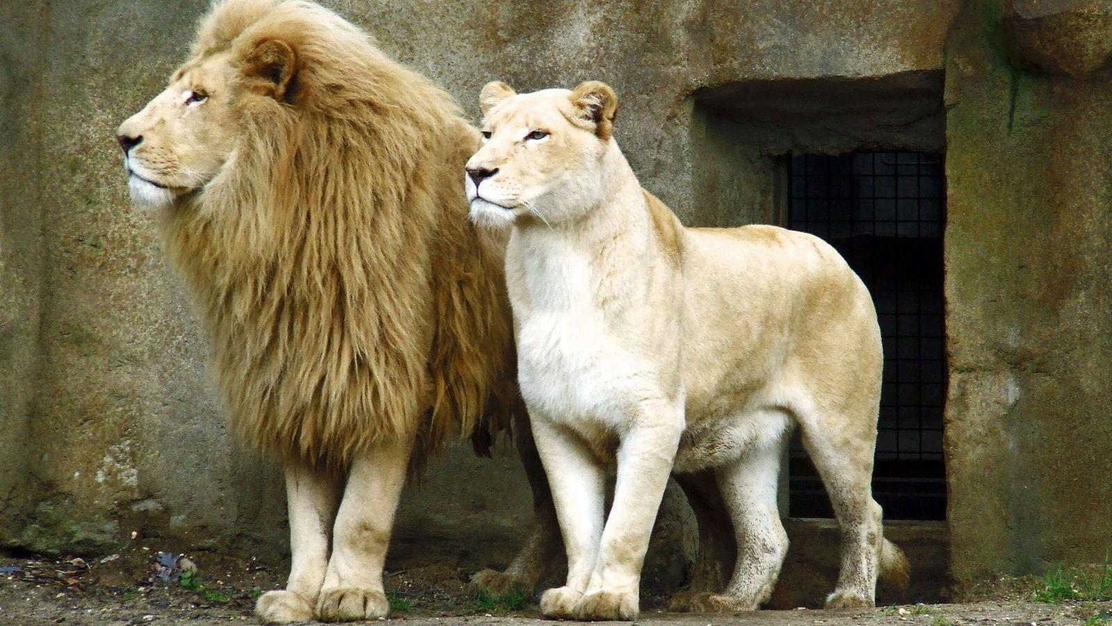 1600x900 Male and Female Lion Wallpaper