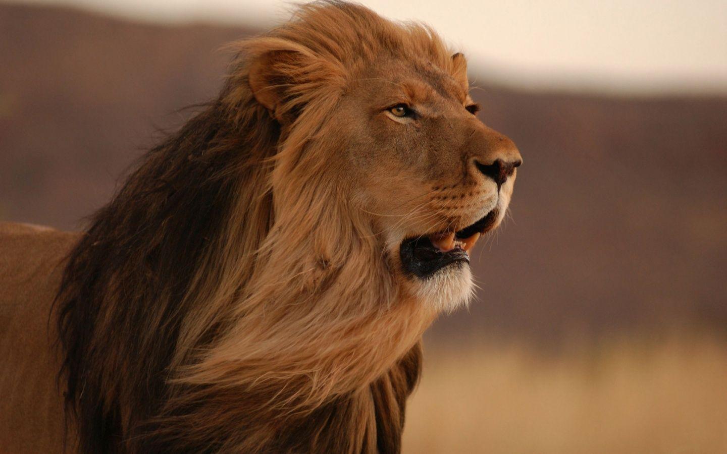 1440x900 Description The Wallpaper Above Is Male Lion HD Wallpaper Doesn T Have To Prove