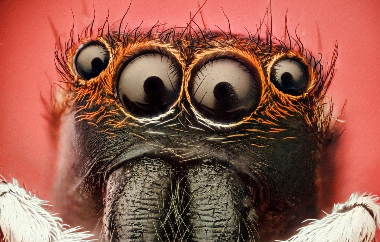 1332x850 Wallpaper spider, eyes, insect image for desktop, section макро