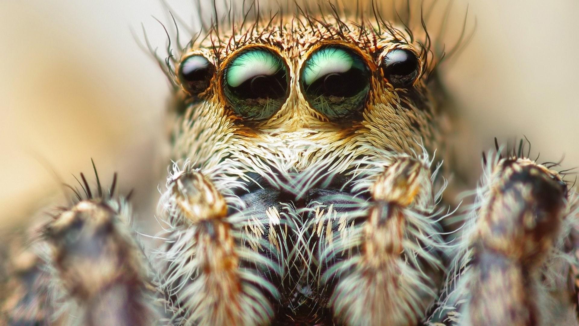 1920x1080 Picture Jumping spider Spiders Eyes Animals