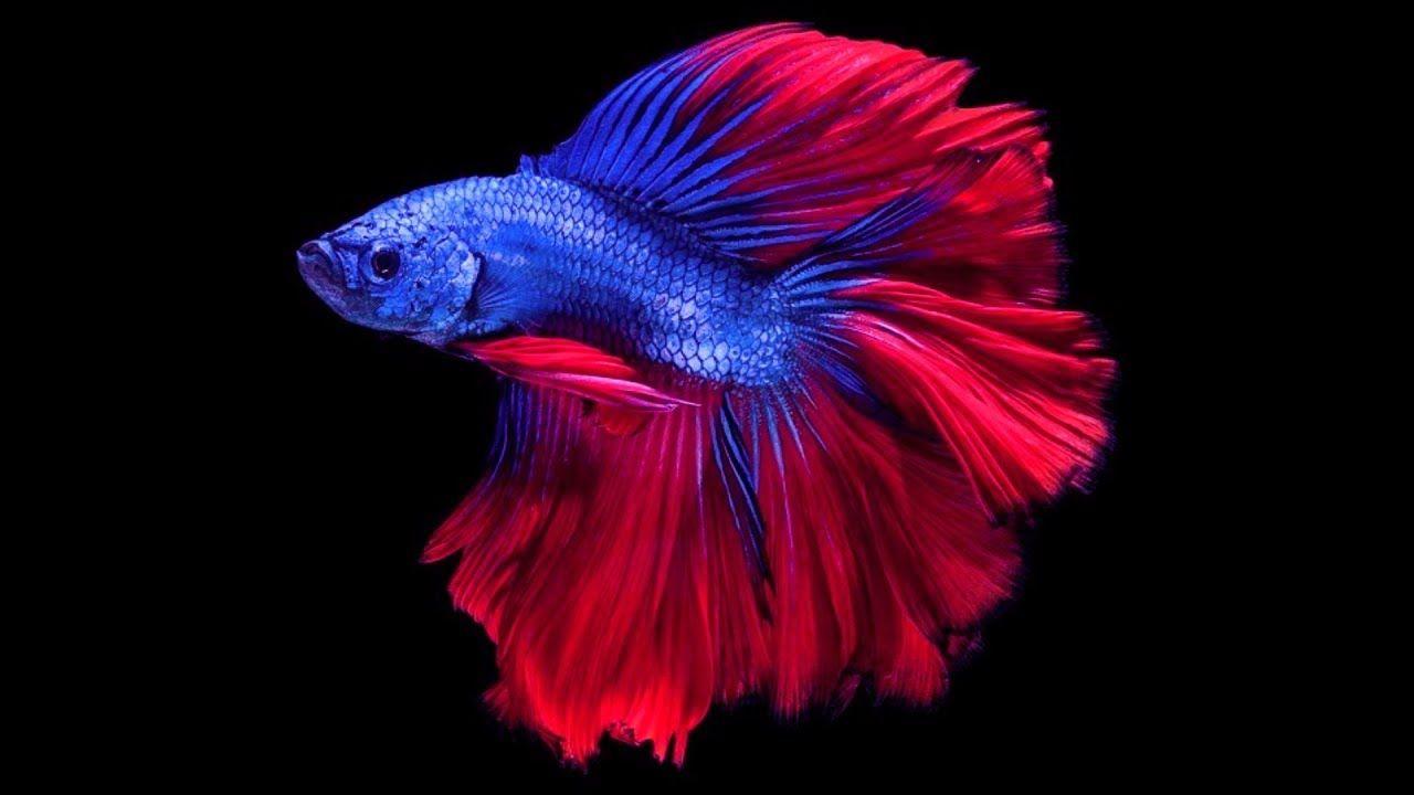 1280x720 3D Hologram Wallpaper Hologram Video Wallpaper & Background Download