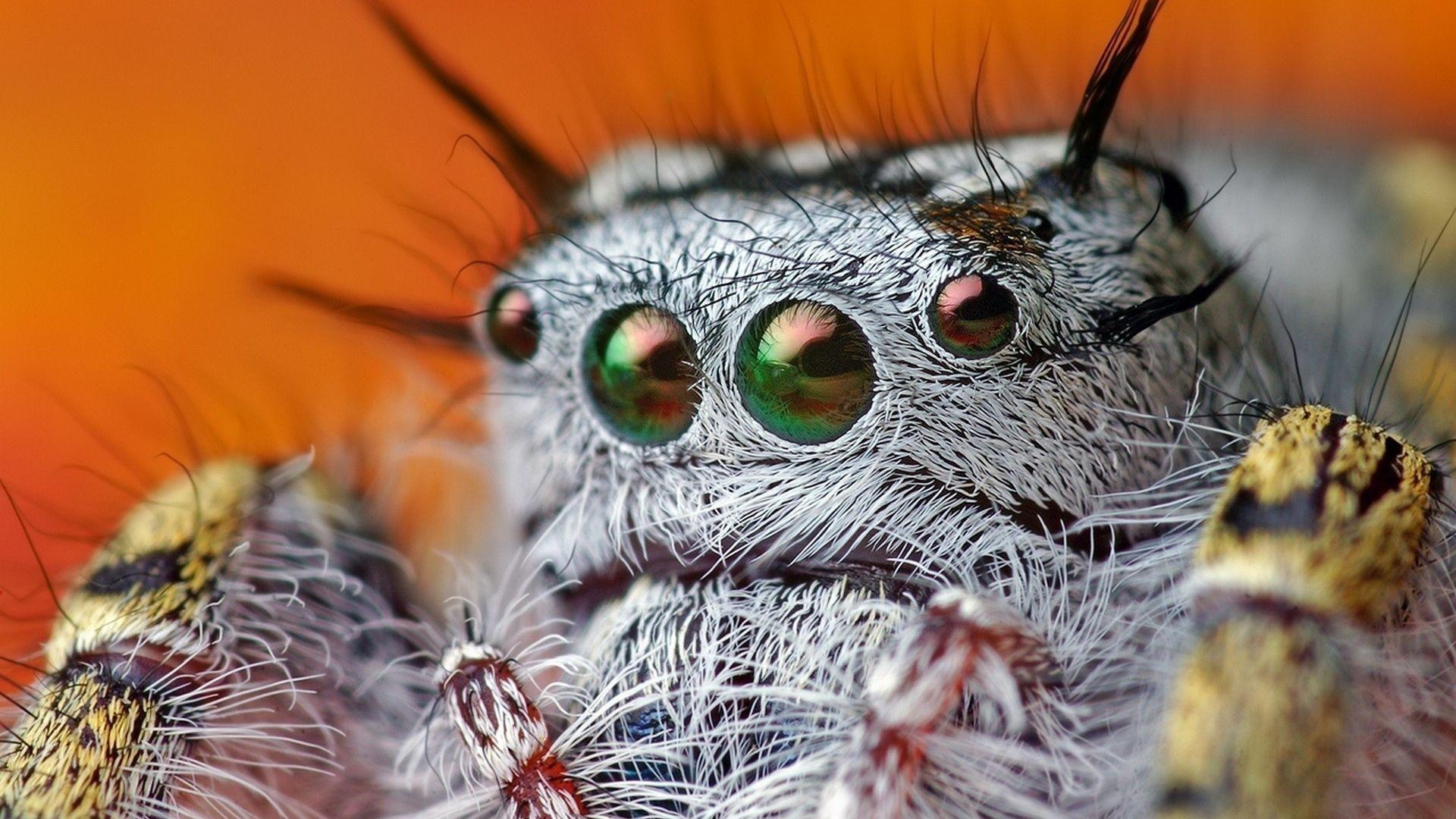 1920x1080 Download Wallpaper 1920x1080 spider, eyes, hairy, beautiful Full HD 1080p HD Background