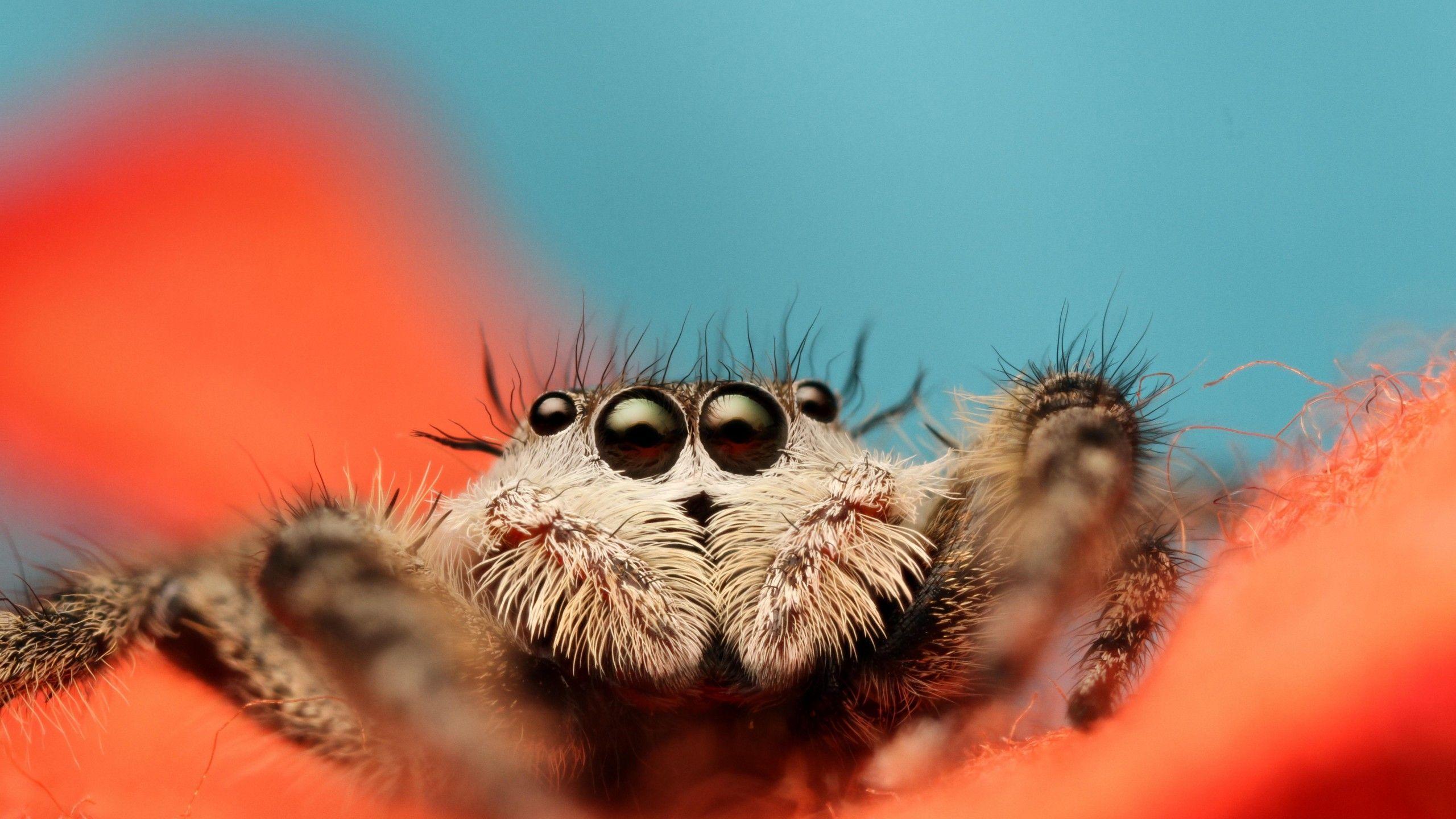 2560x1440 Wallpaper Jumping Spider, 5k, 4k wallpaper, 8k, macro, black, eyes, blue, orange, insects, cute, arachnid, OS