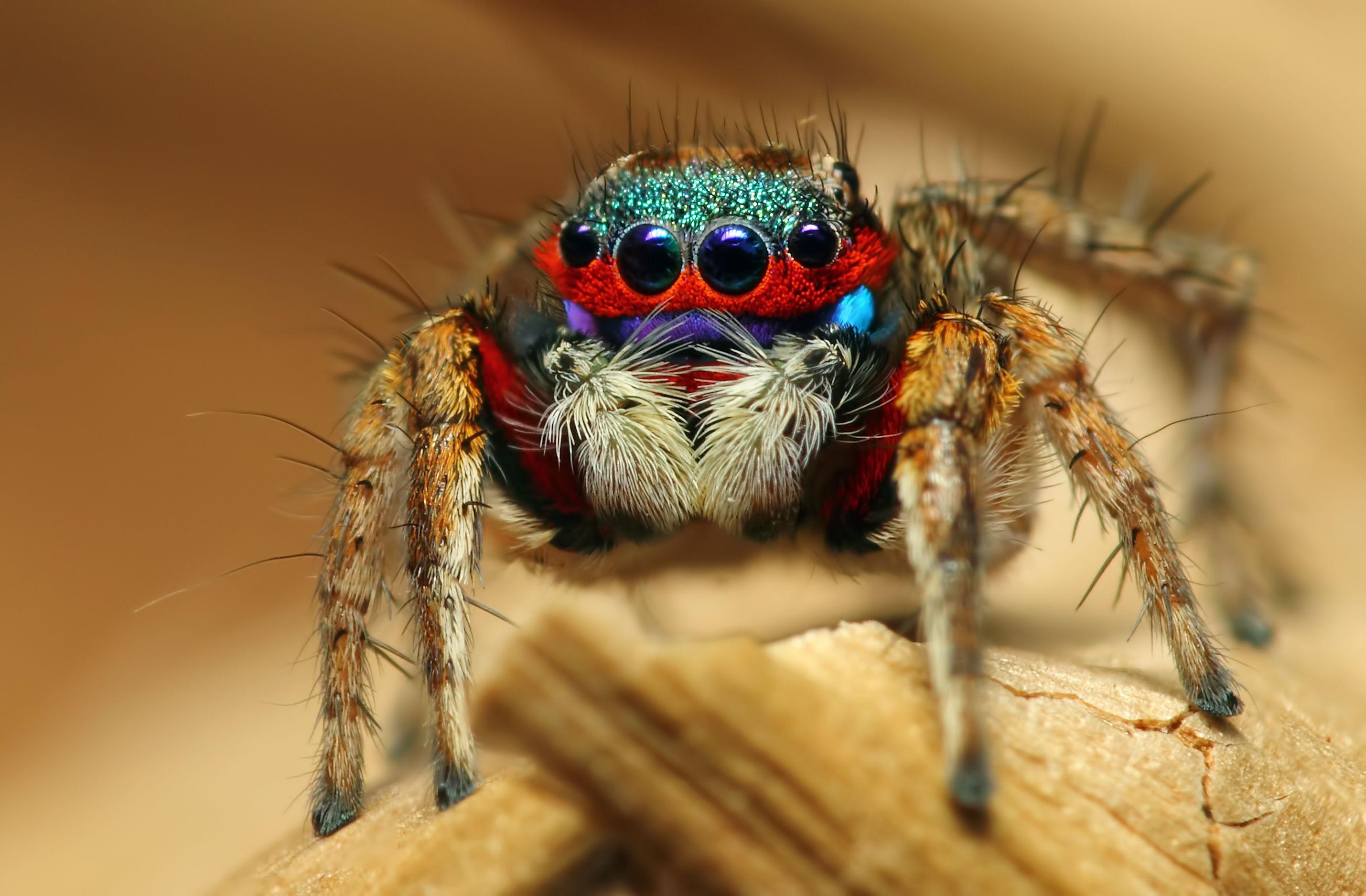 2859x1875 Insect spider macro eyes wallpaperx1875