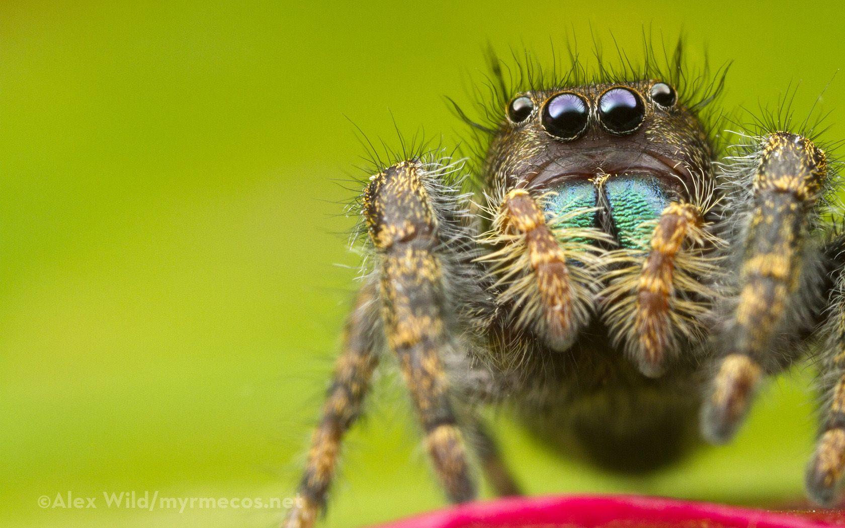 1680x1050 Jumping Spider Wallpaper. Spider Web Wallpaper, Halloween Spider Wallpaper And Spider Man Laptop Wallpaper