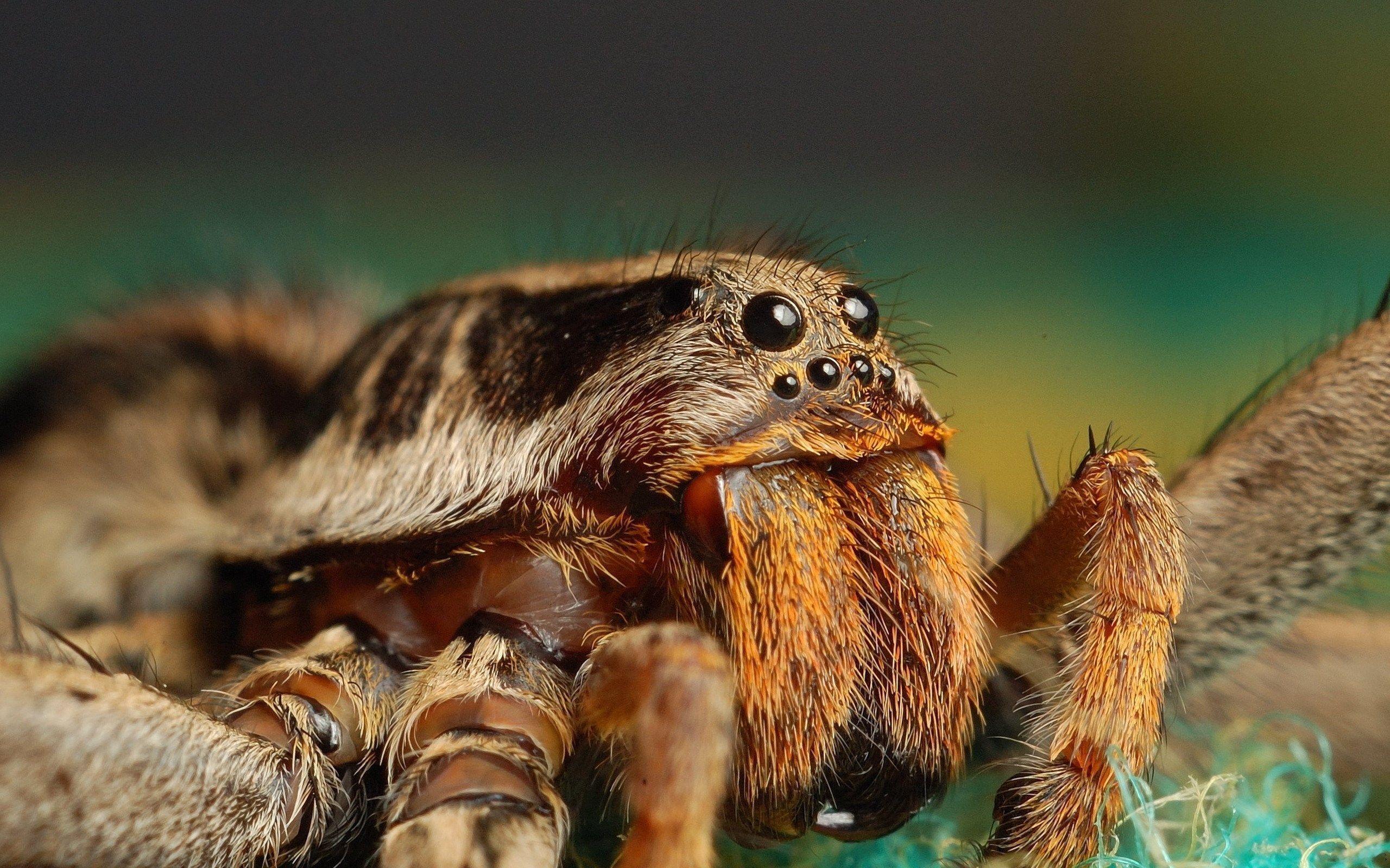 2560x1600 spider backround for large desktop (Wednesday WilKinson 2560x1600). Macro photo, Insects, Insect eyes