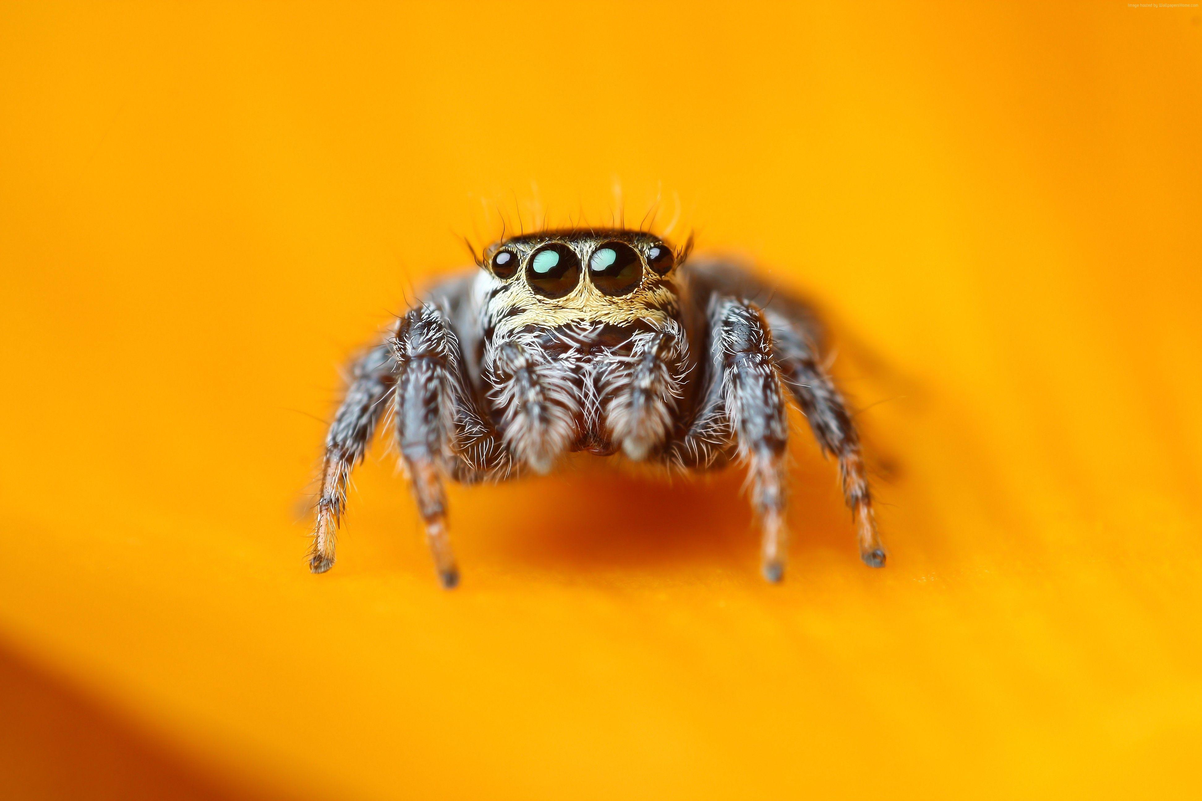 3888x2592 Cute Spider Wallpaper