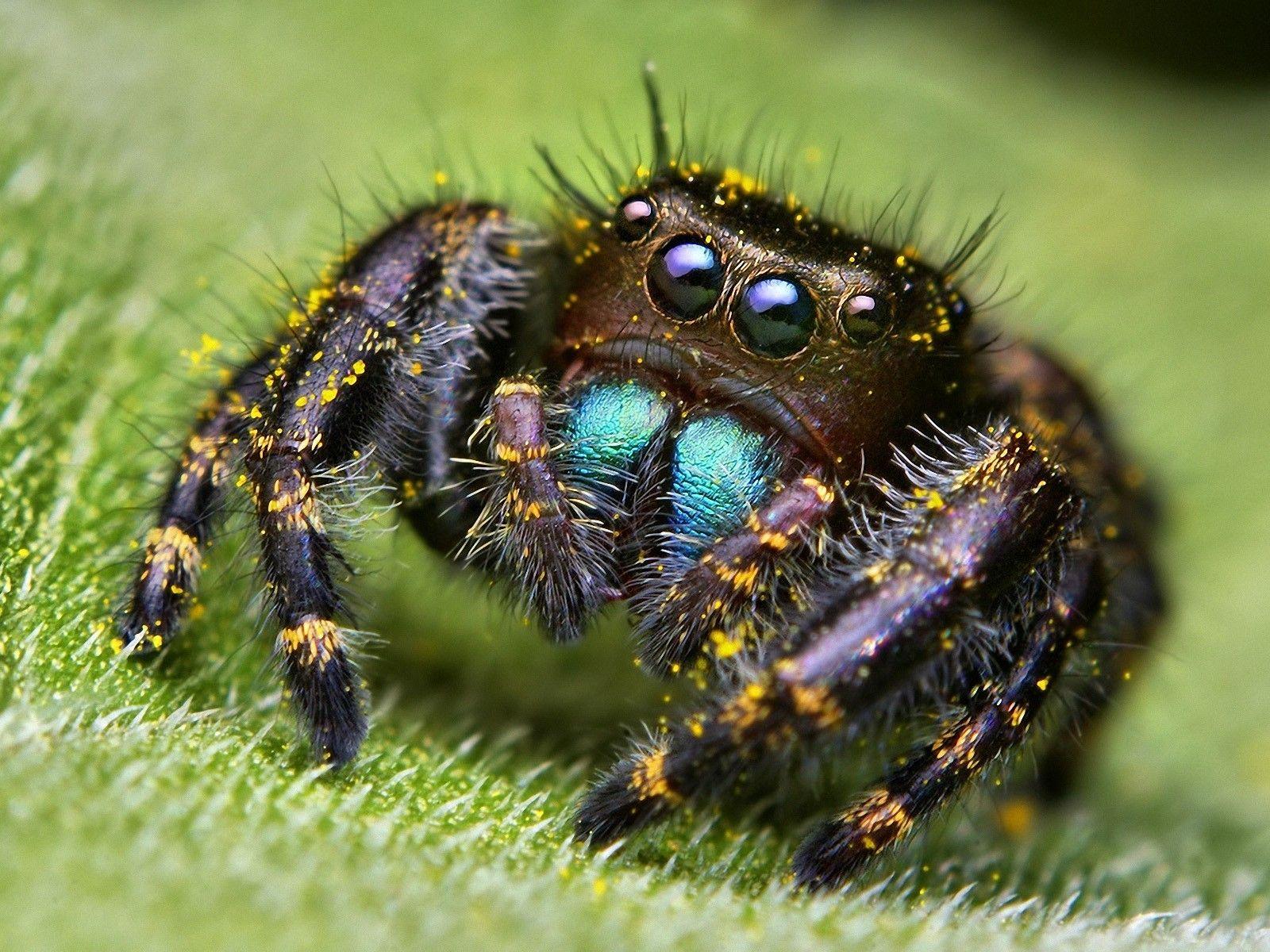 1600x1200 eyes spiders arachnids 1600x1200 wallpaper High Quality Wallpaper, High Definition Wallpaper