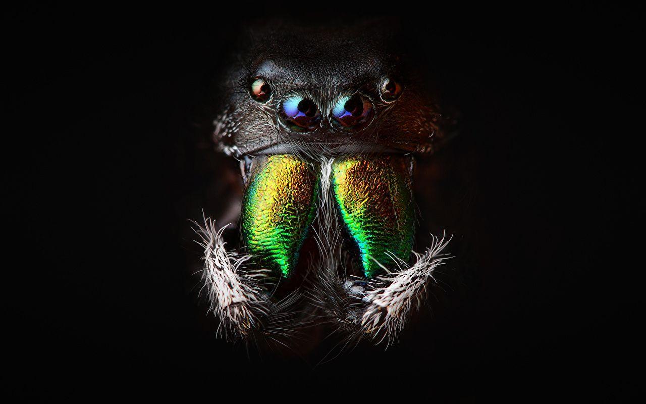 1280x800 Picture Jumping spider Spiders Eyes Animals Closeup