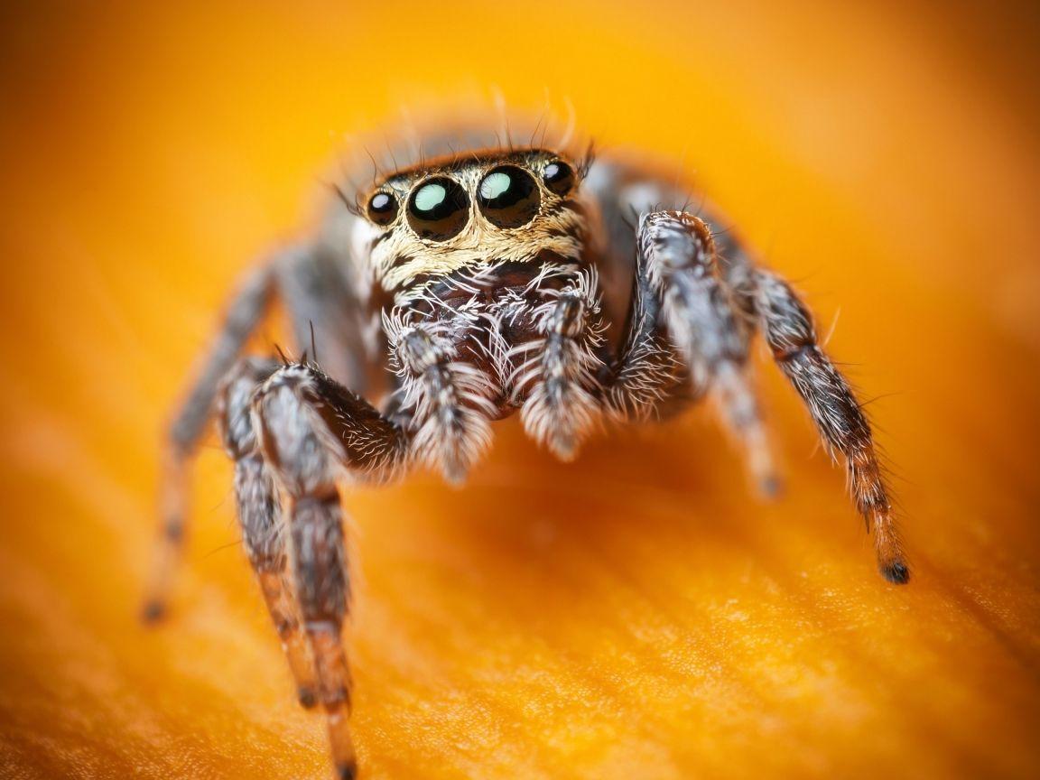 1152x864 Download Jumping Spider, macro, black, eyes, yellow, insects, arachnid, cute Standard 4:3 wallpaper 1152x864