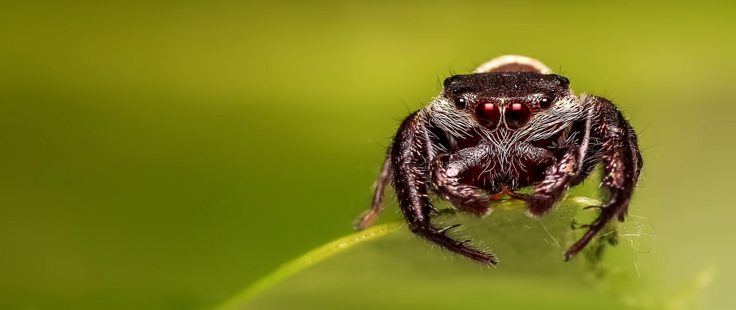 2560x1080 Download Wallpaper 2560x1080 Spider, Eyes, Close Up Dual Wide 1080p HD Background