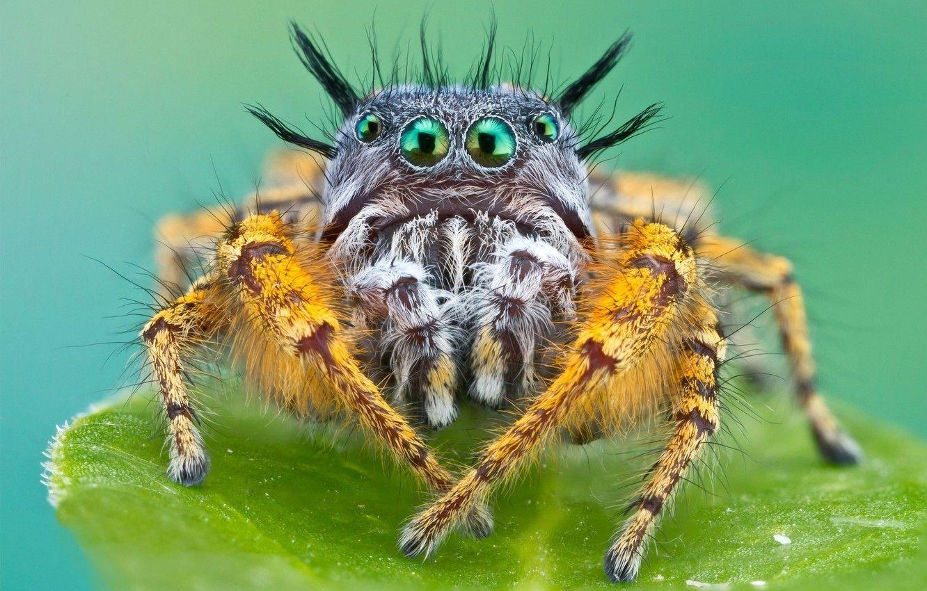 1332x850 Wallpaper spider, eyes, macro, animal, leaf, konoha, vegetation, Bagheera, spider Central America, Bagheera Kiplingi, legged image for desktop, section макро