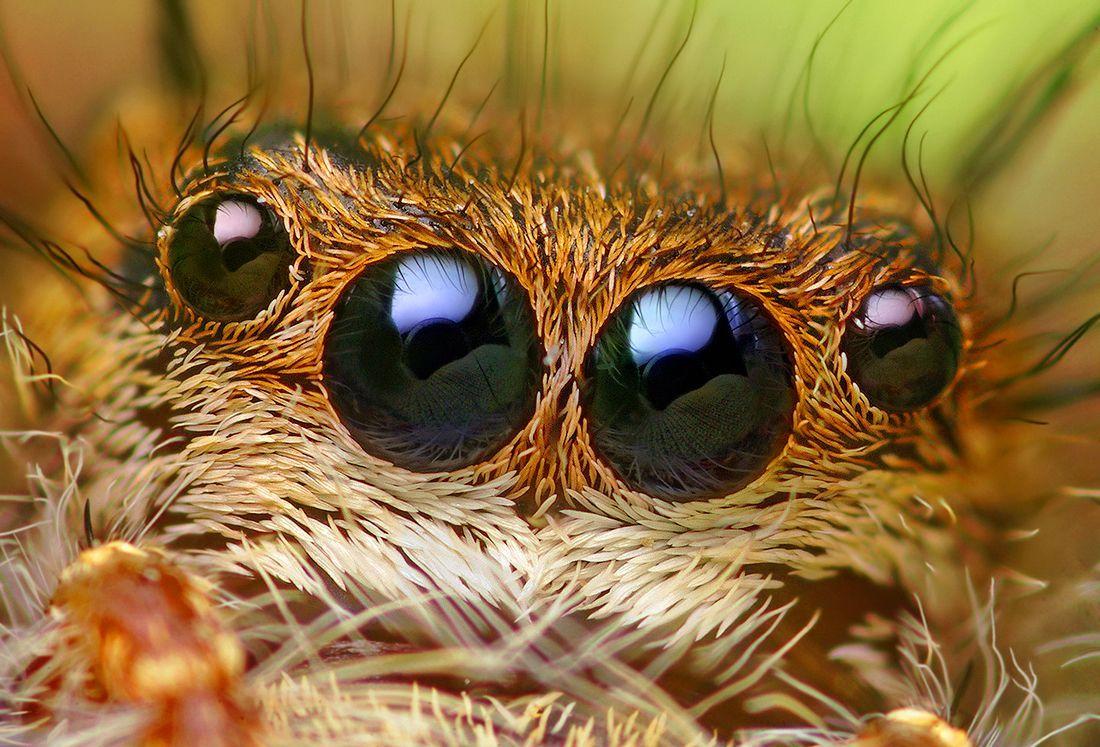 1100x747 Lateral Eyes Of A Phidippus Princeps Jumping (JPEG Image, 1100 × 747 Pixels) (85%). Jumping Spider, Beautiful Eyes Pics, Eye Picture