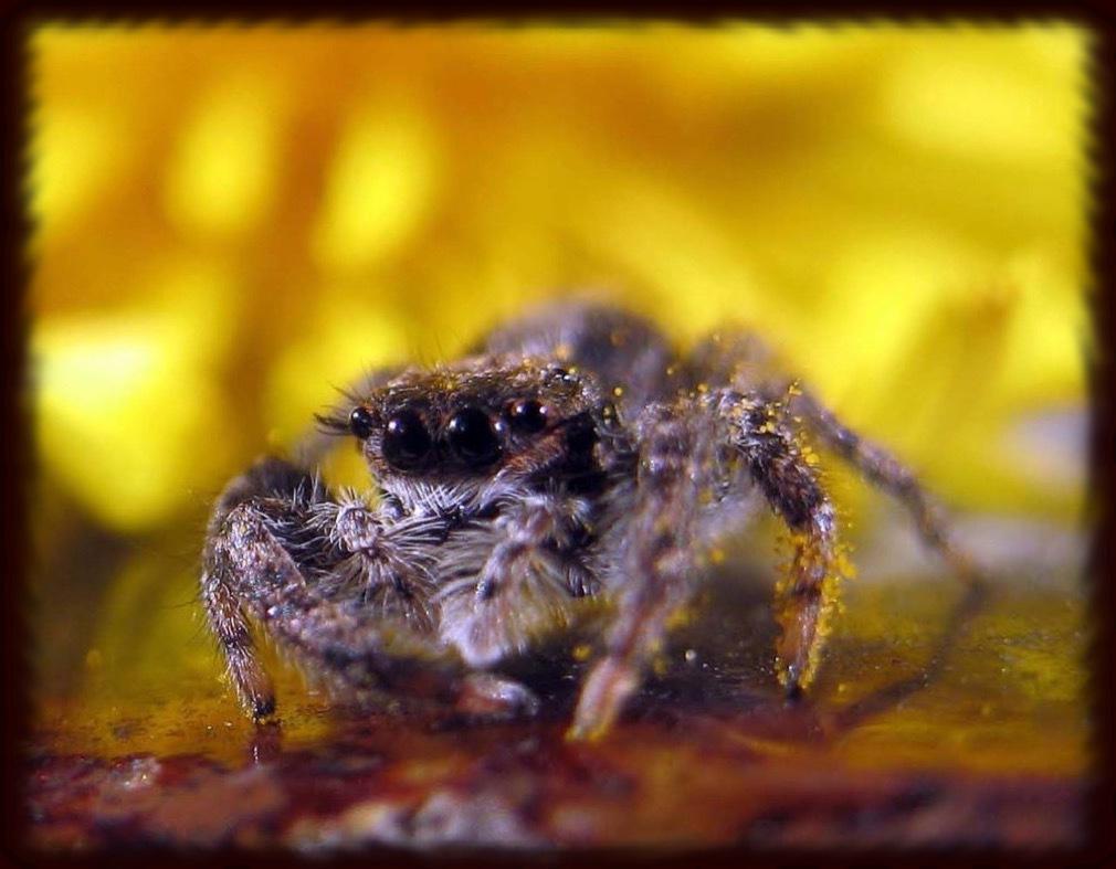 1010x787 Spider Eyes Wallpaper for Android