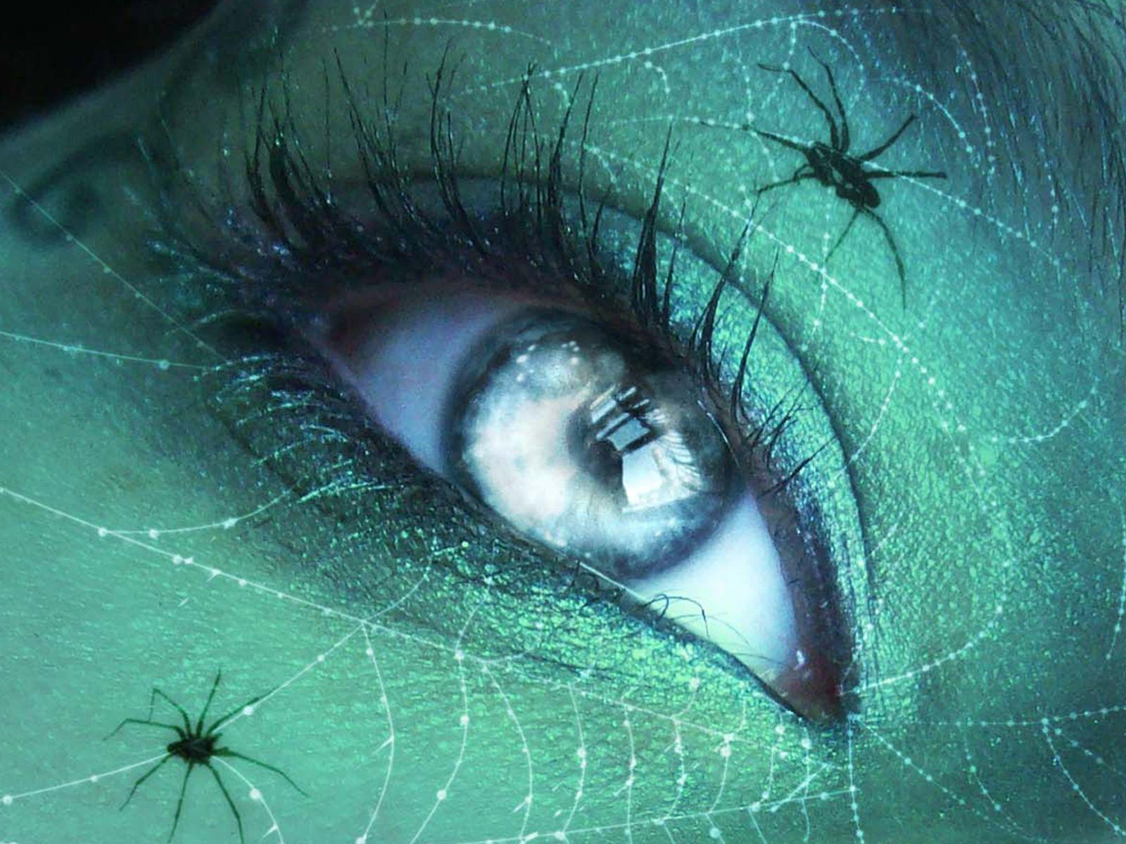 1600x1200 Blue eyes, insect, spider, spiderweb, Macro Desktop wallpaper 1600x1200