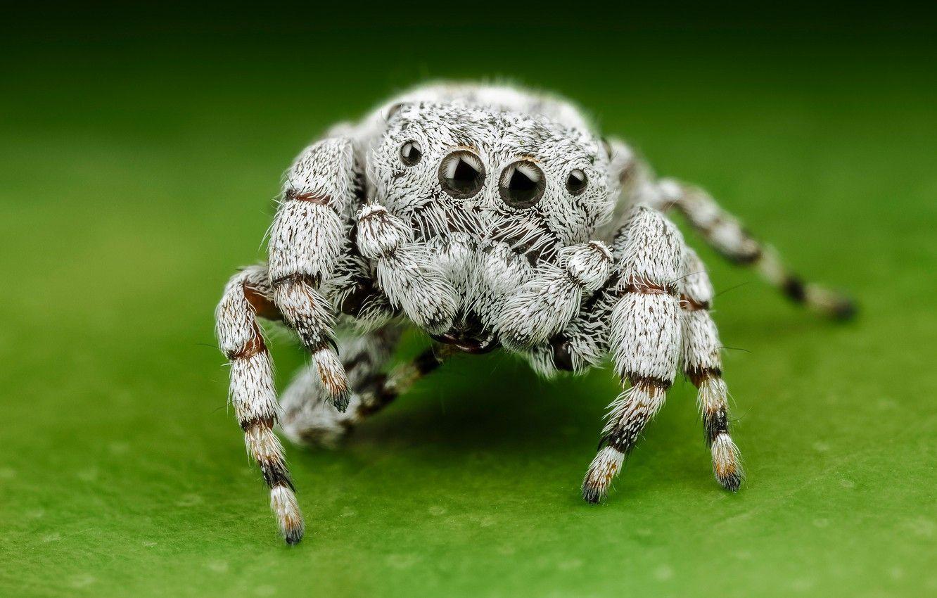 1332x850 Wallpaper white, eyes, macro, pose, green, background, legs, light, spider, hairy, jumper, jumper, spider, wool, sakunik, the Hoppy image for desktop, section макро