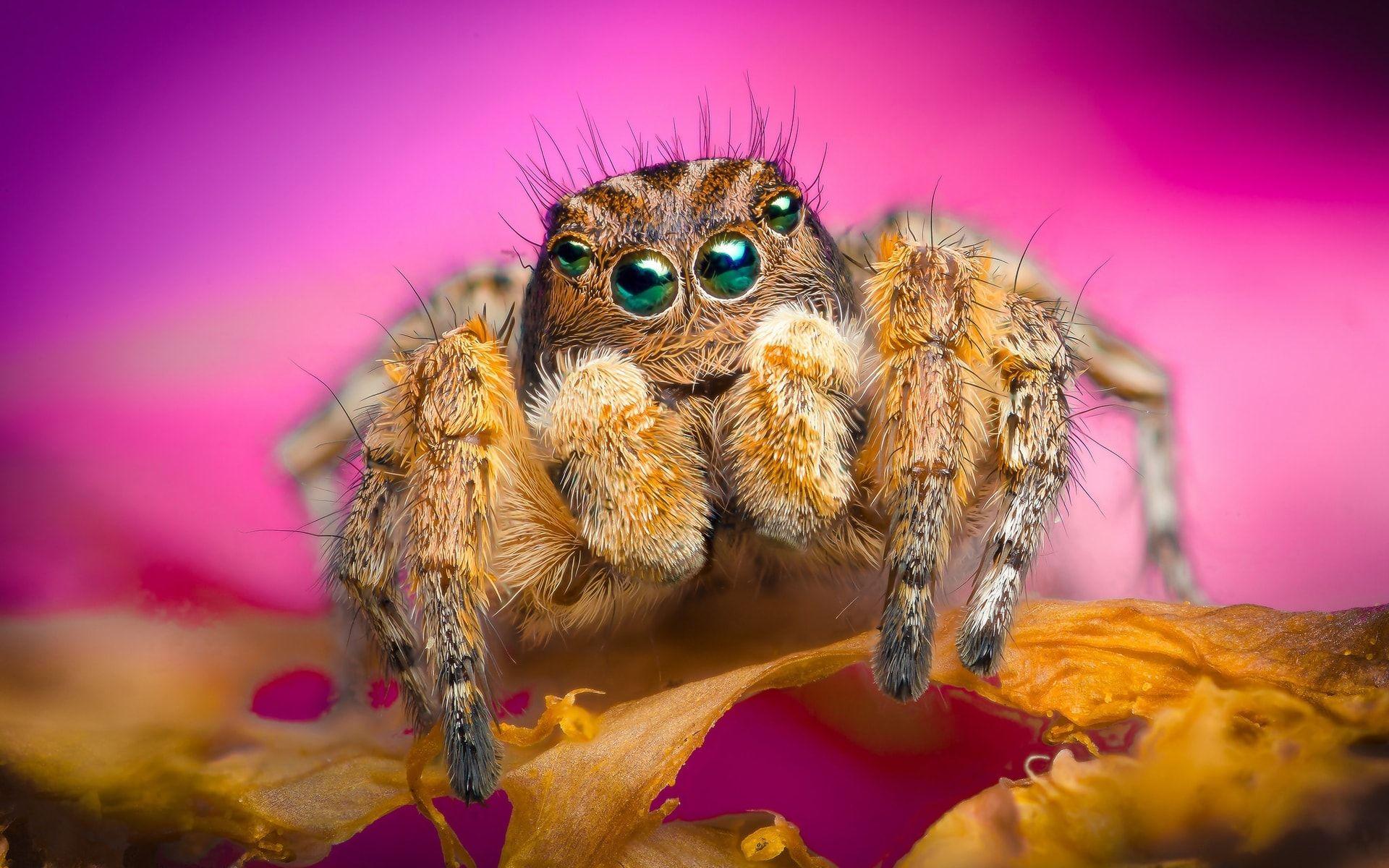 1920x1200 Jumping spider HD