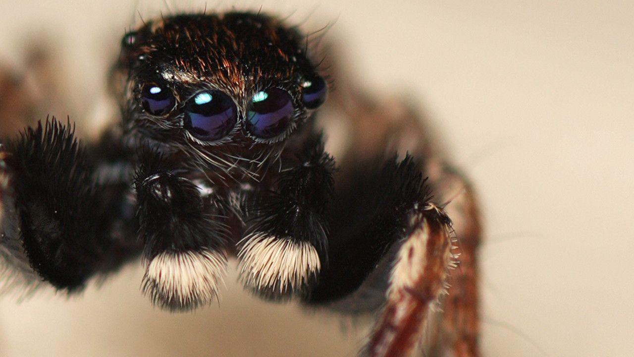 1280x720 Spider with four eyes Desktop wallpaper 1280x720