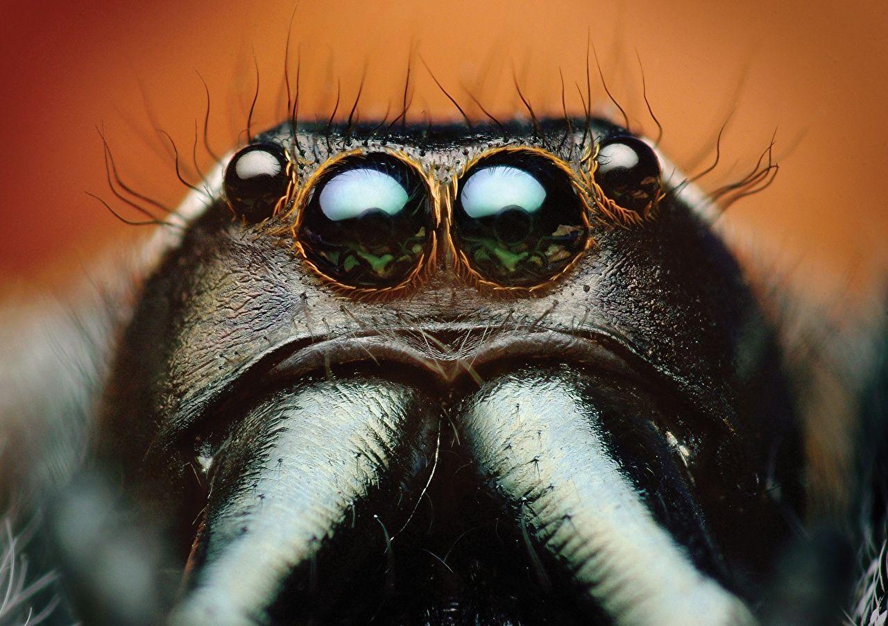 1280x902 image Jumping spider Spiders Eyes Bagheera kiplingi Macro