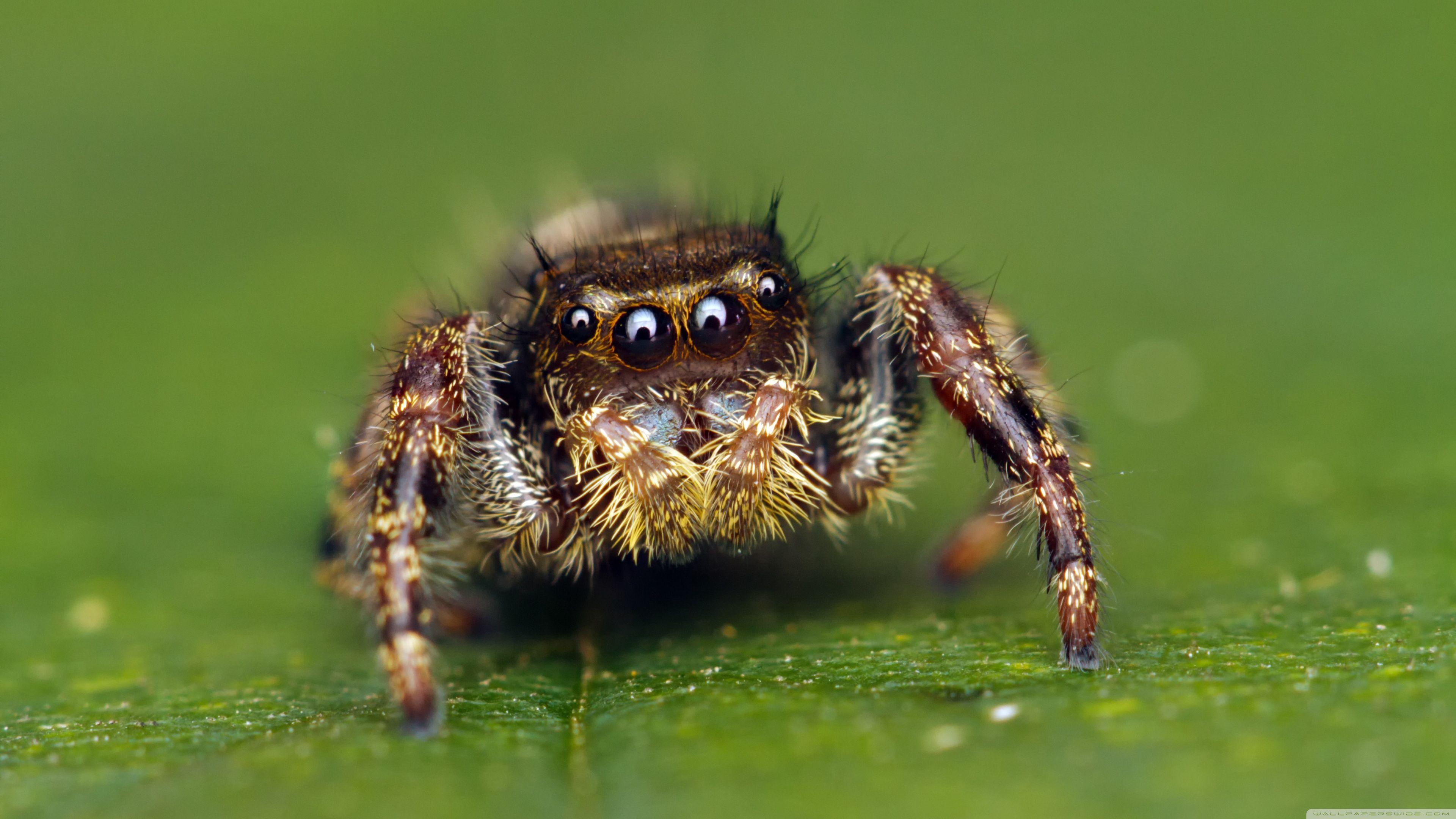 3840x2160 Jumping Spider Cute Ultra HD Desktop Background Wallpaper for 4K UHD TV : Widescreen & UltraWide Desktop & Laptop : Multi Display, Dual Monitor : Tablet