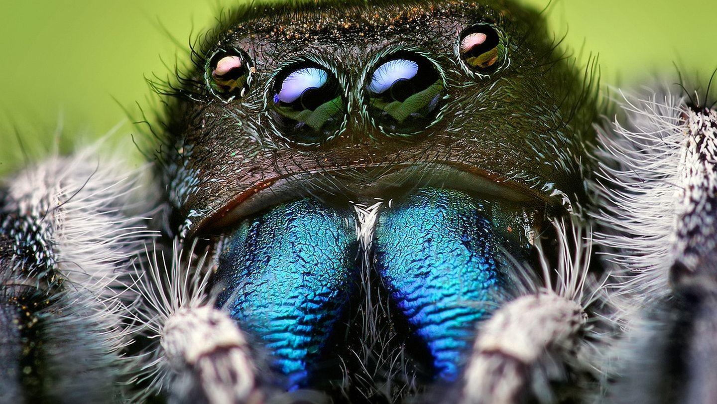 1440x811 Widescreen HQFX Wallpaper of Spider for Windows and Mac Systems