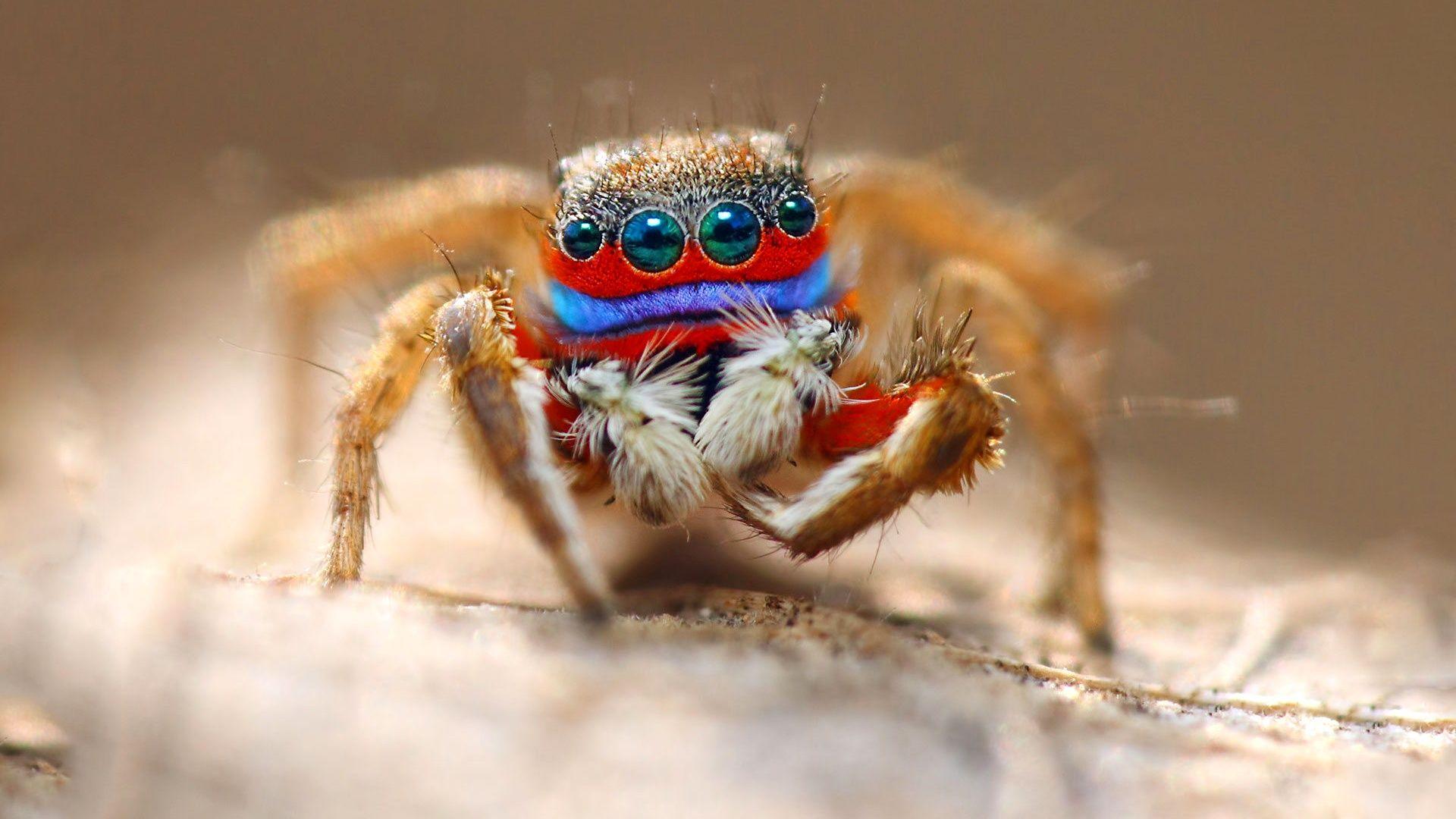 1920x1080 Wallpaper Spider macro photography, eyes, insect 1920x1080 Full HD 2K Picture, Image
