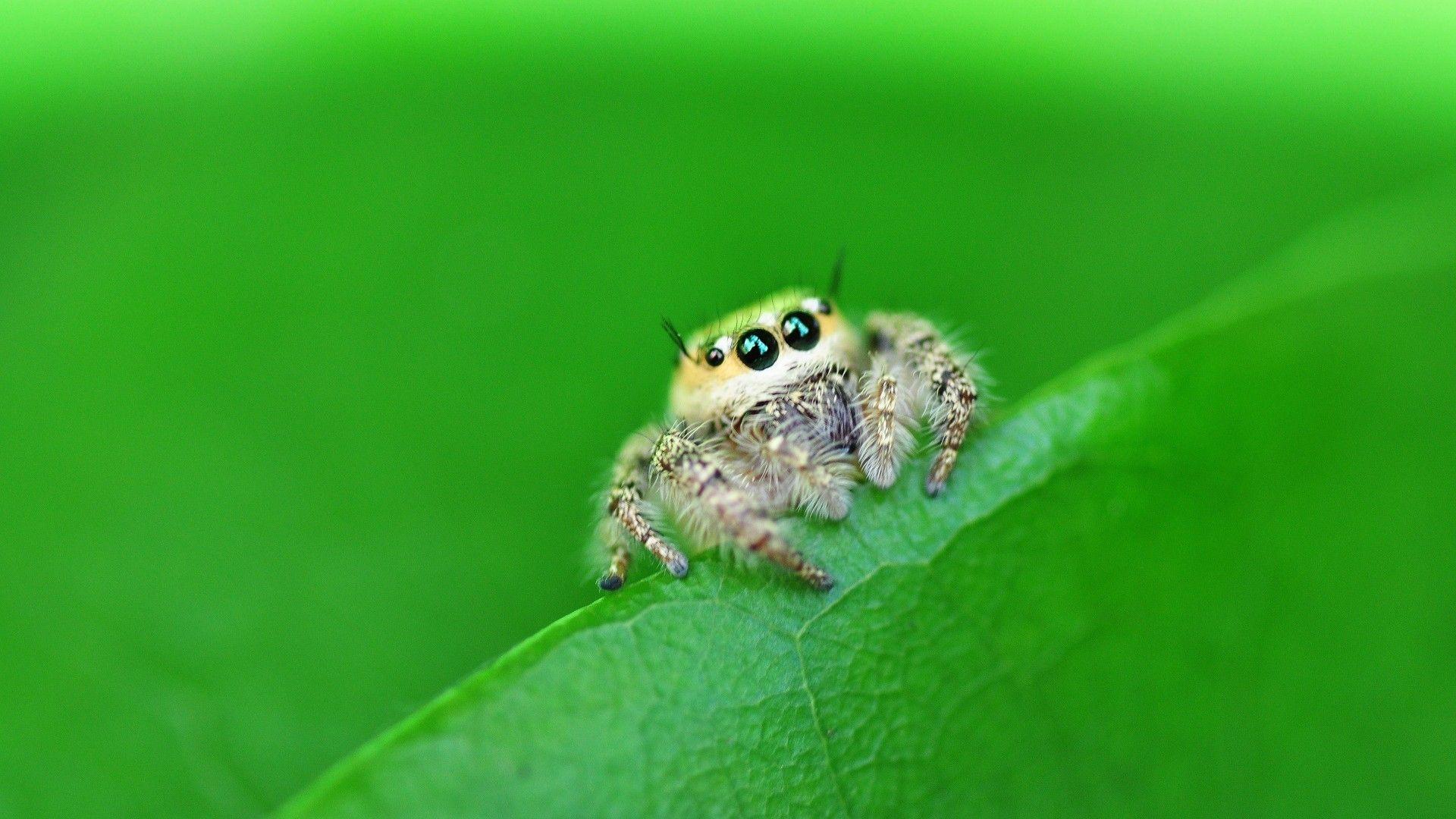 1920x1080 Spider Wallpaper
