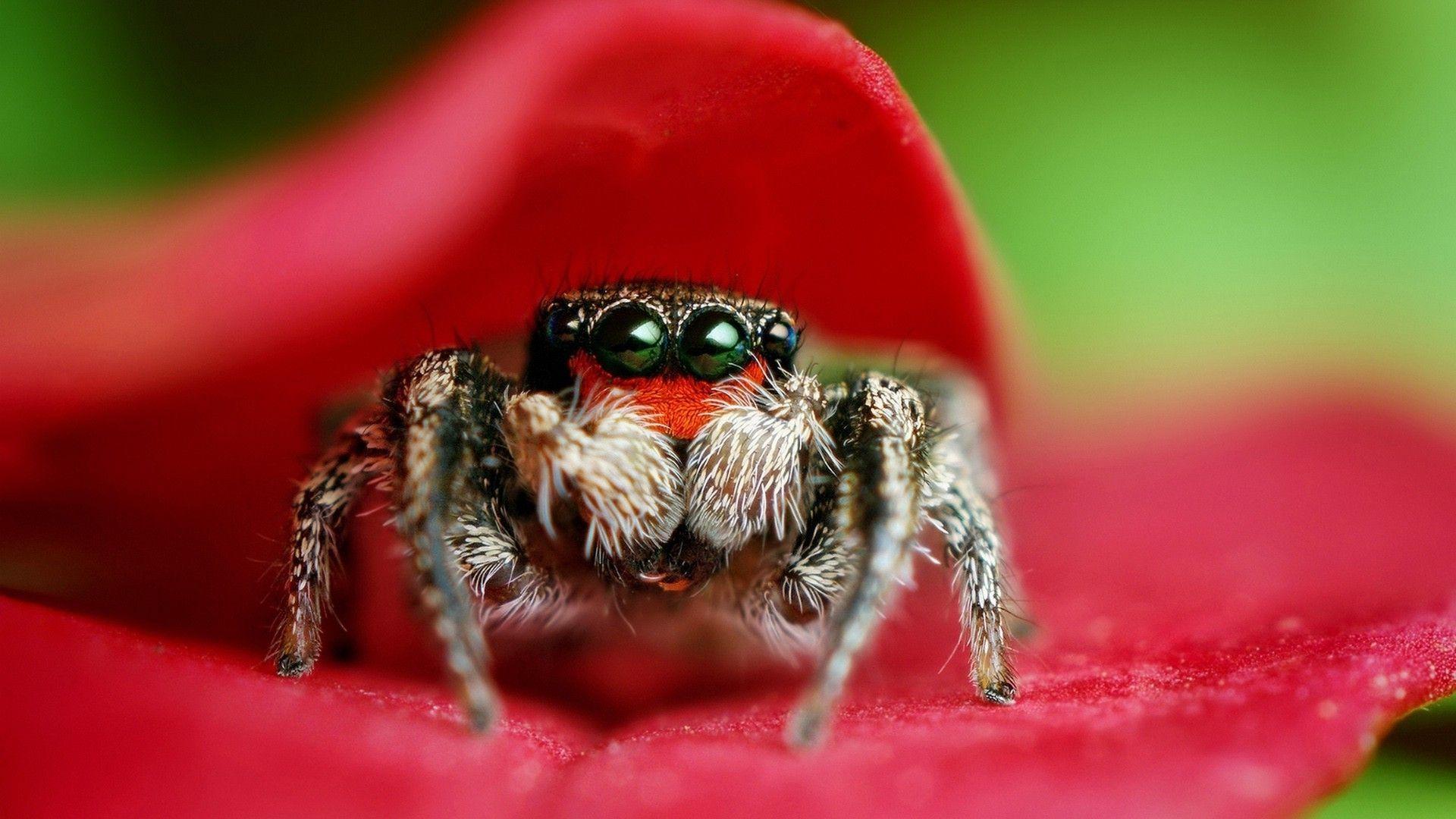 1920x1080 Wolf Spiders Wallpaper