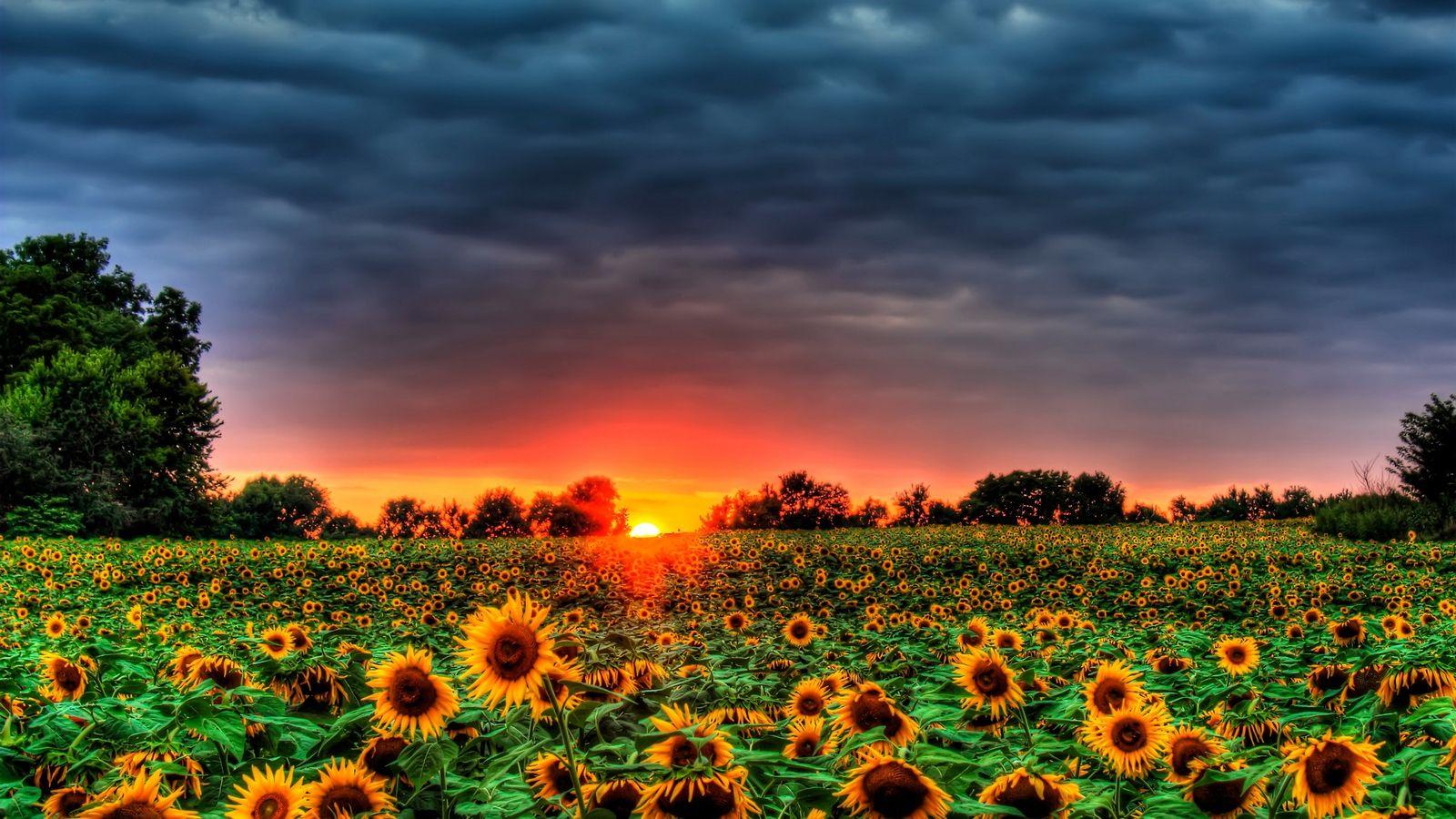 1600x900 Sunflower Fields Desktop Background. Beautiful Widescreen Desktop Wallpaper, Desktop Wallpaper and Naruto Desktop Background