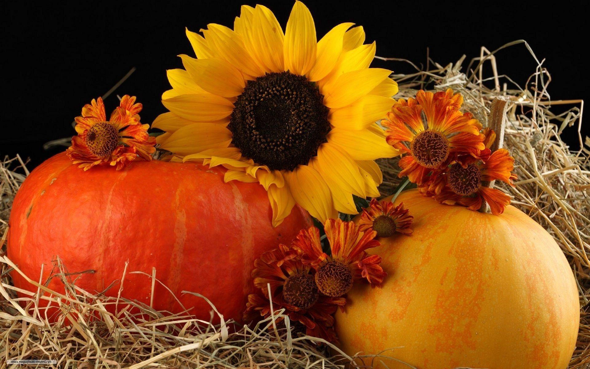 1920x1200 Sunflowers and delicious pumpkins