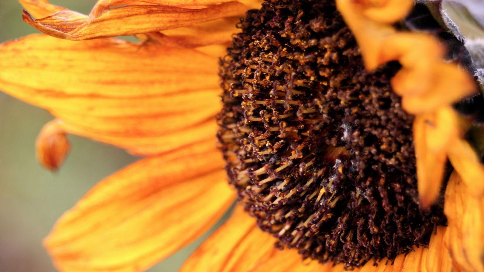 1600x900 Free download Beautiful Autumn Sunflower Wallpaper HD Wallpaper [1600x1200] for your Desktop, Mobile & Tablet. Explore Beautiful Fall Flowers Wallpaper. Flower Desktop Wallpaper, Pretty Summer Flower Wallpaper, Flowers Wallpaper