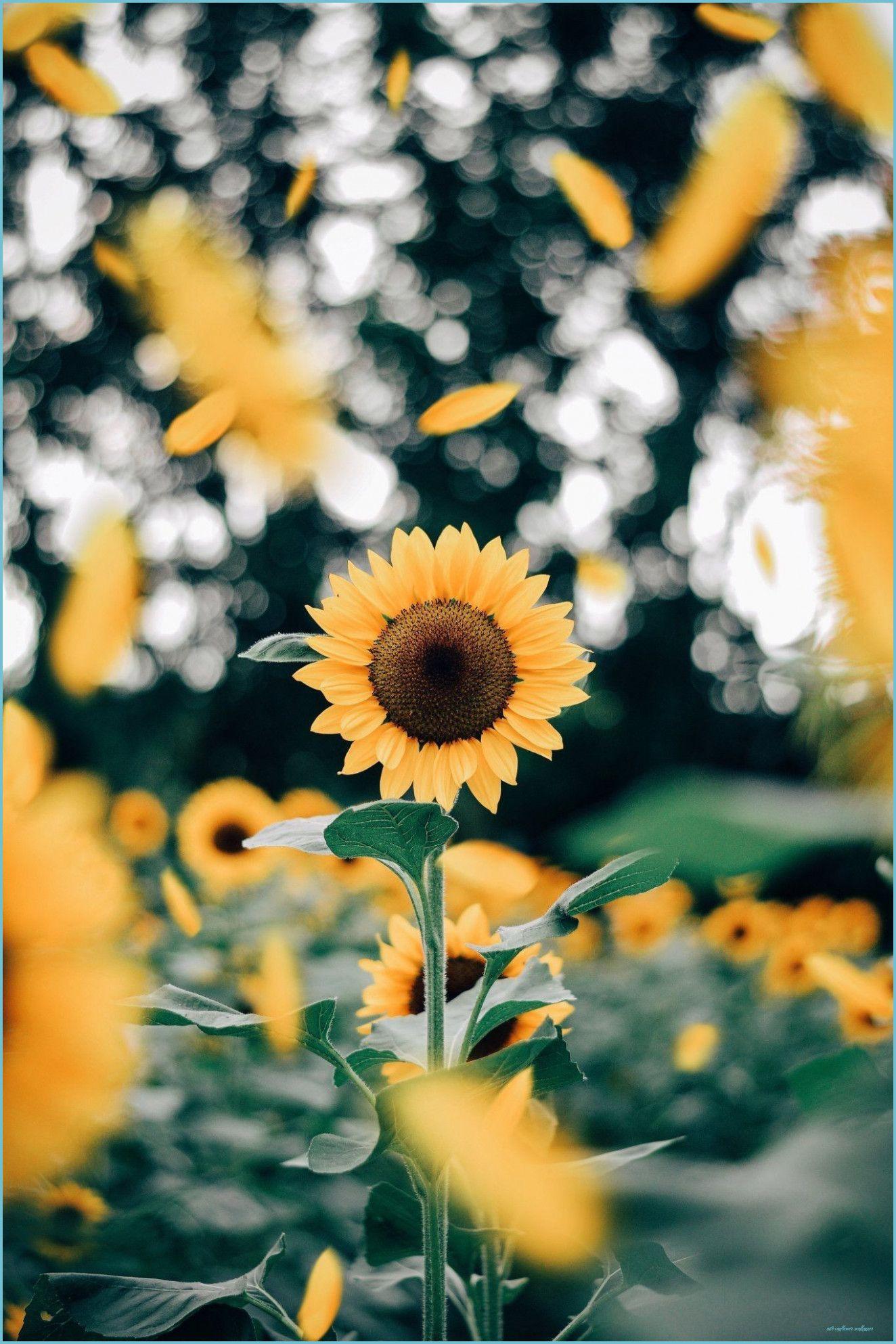1324x1986 VSCO Sunflower Wallpaper Free VSCO Sunflower Background sunflower wallpaper