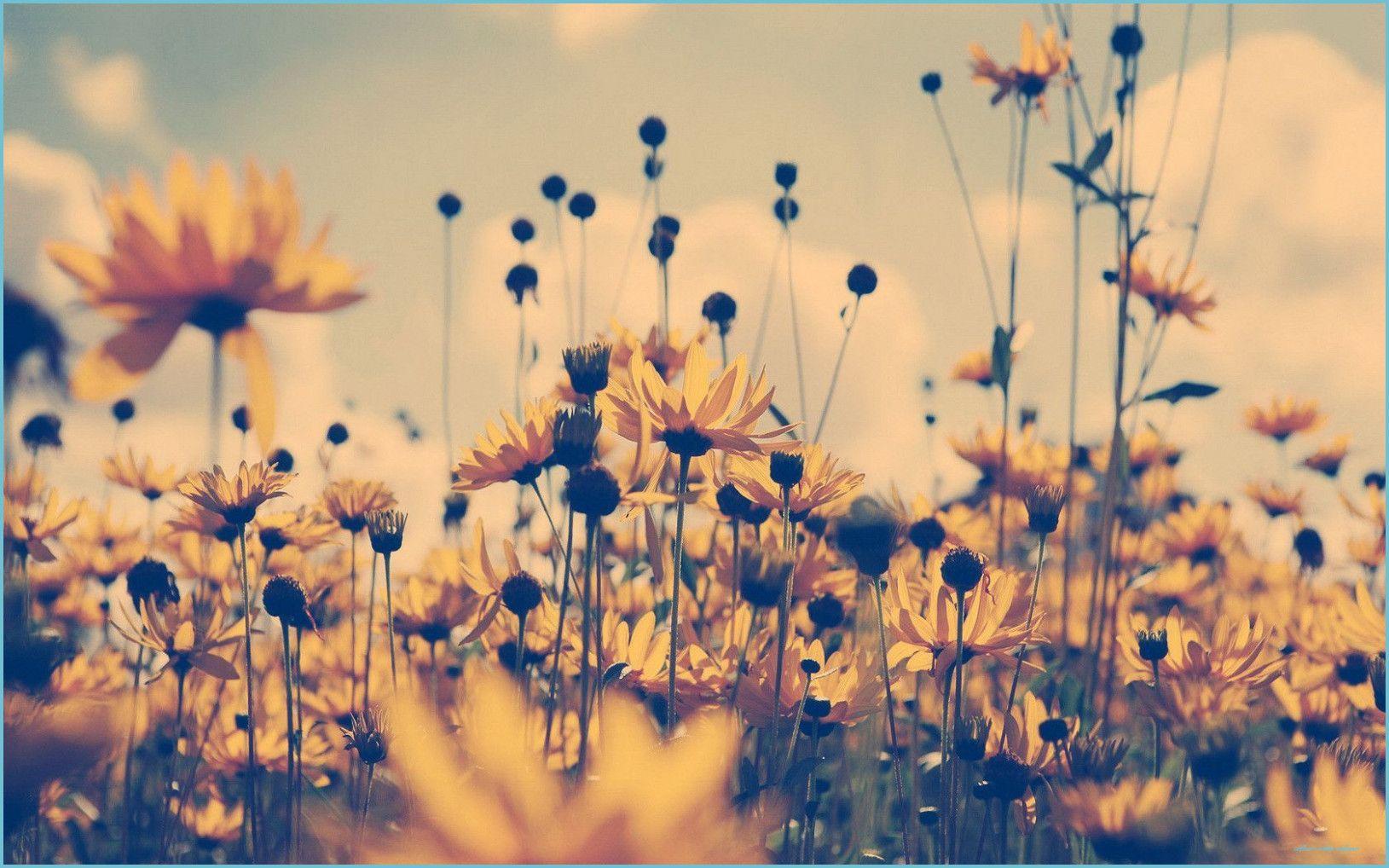 1629x1018 Vintage Sunflower Wallpaper Free Vintage Sunflower vintage wallpaper