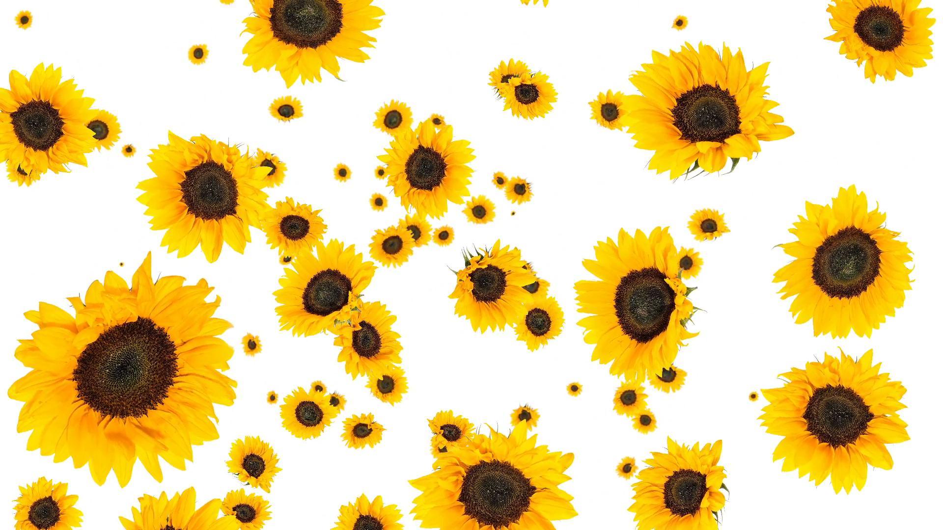 1920x1080 Sunflower Background (1920x1080 px, 2.06 Mb)