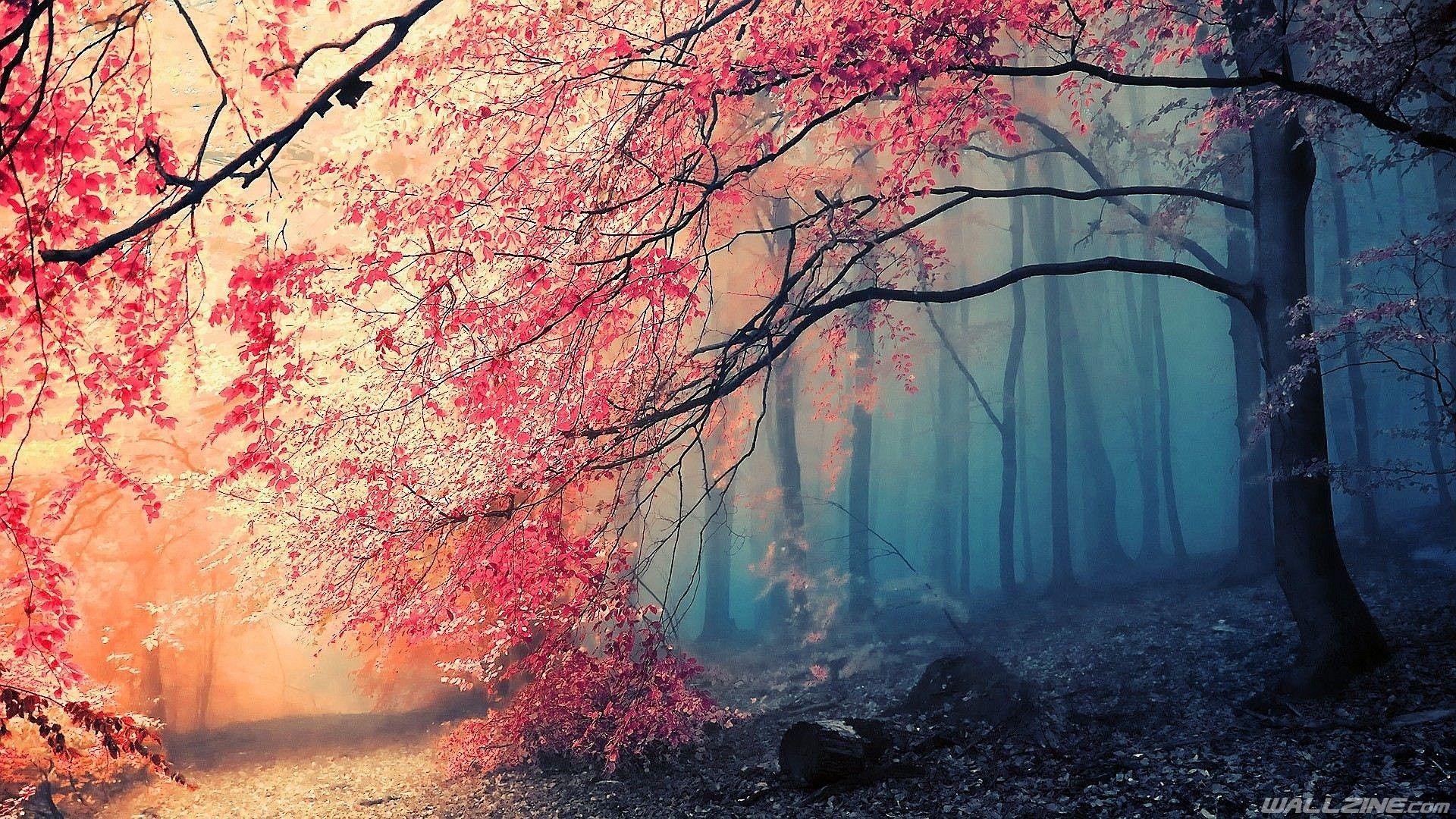 1920x1080 Love that Makes You Cry Desktop Wallpaper Japanese