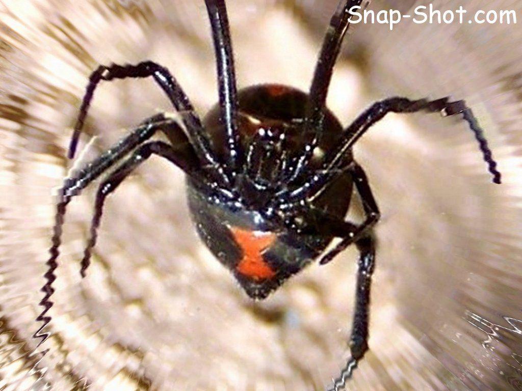 1024x768 free picture and wallpaper of spider black widow