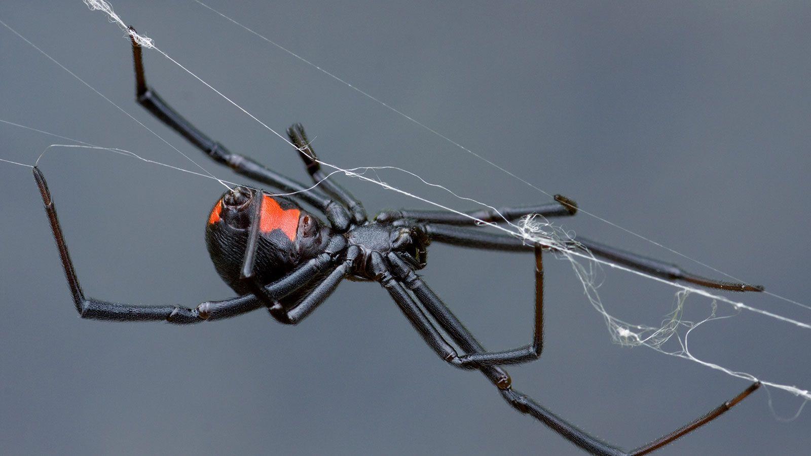 1600x900 Can a Black Widow Spider Kill You?