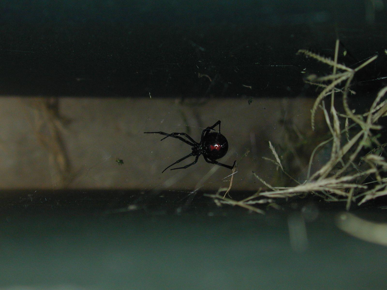 1600x1200 Black Widow