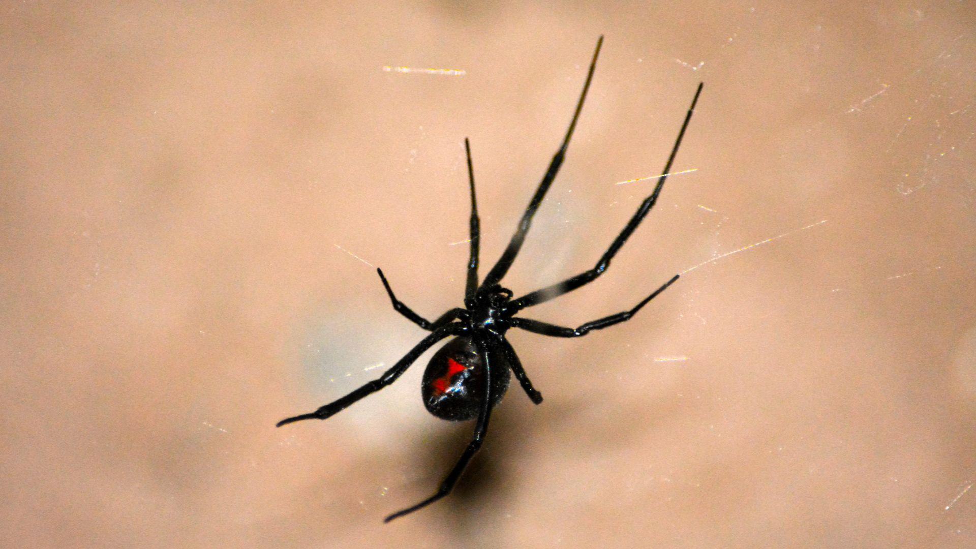 1920x1080 Man uses blowtorch to kill black widow spiders, sets home on fire, firefighters say