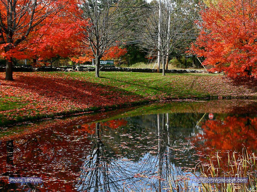 1024x768 Fauna Flora Wallpaper 1024 X 768 Autumn In New England