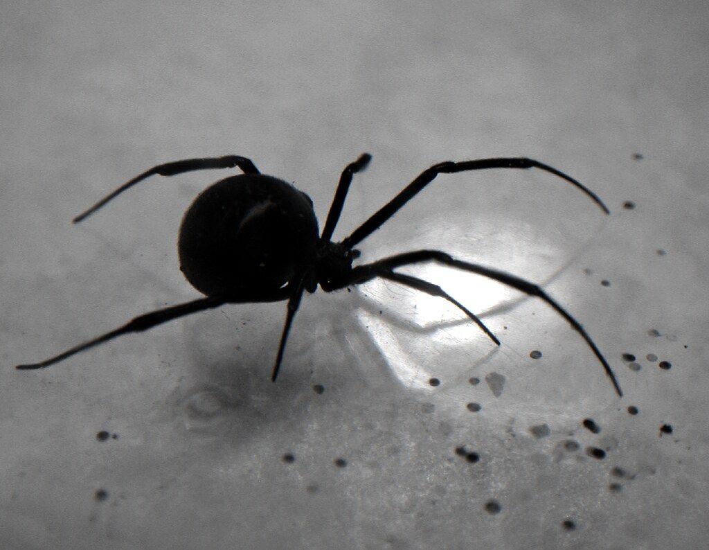 1024x794 Black widow spider (b&w) Photo and Wallpaper Directory