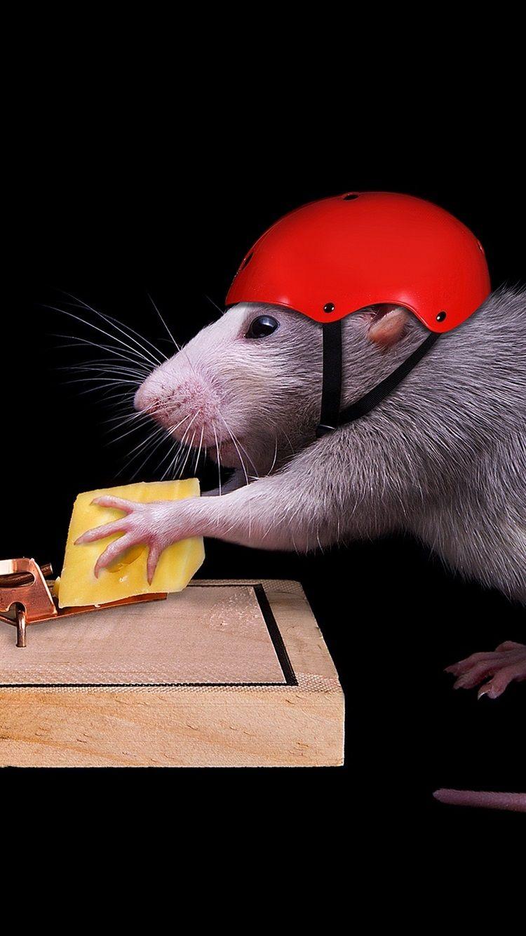 750x1334 iPhone Wallpaper Clever Mouse, Helmet, Cheese, Mousetrap, Trap Helmet