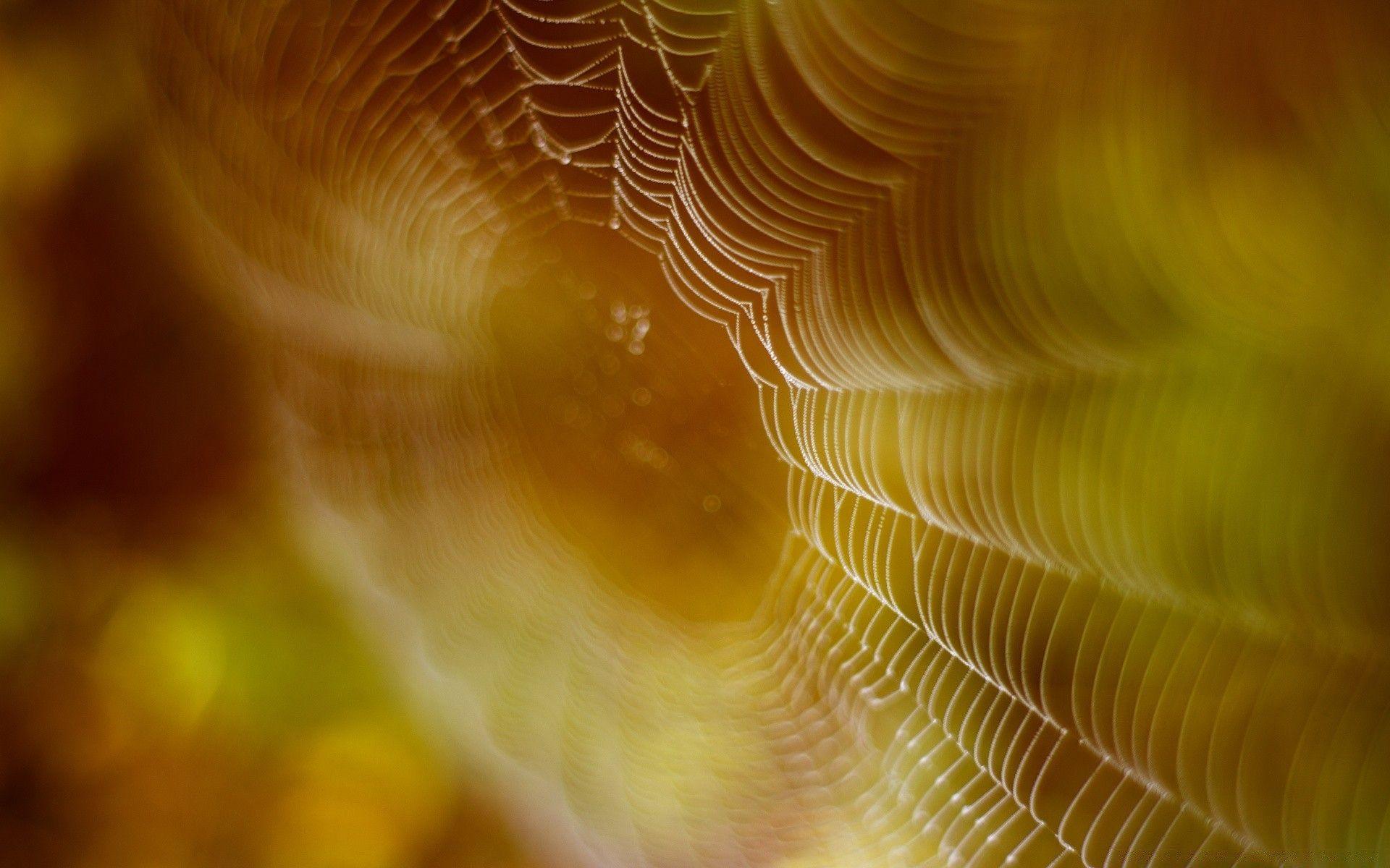 1920x1200 Spider Web Trap