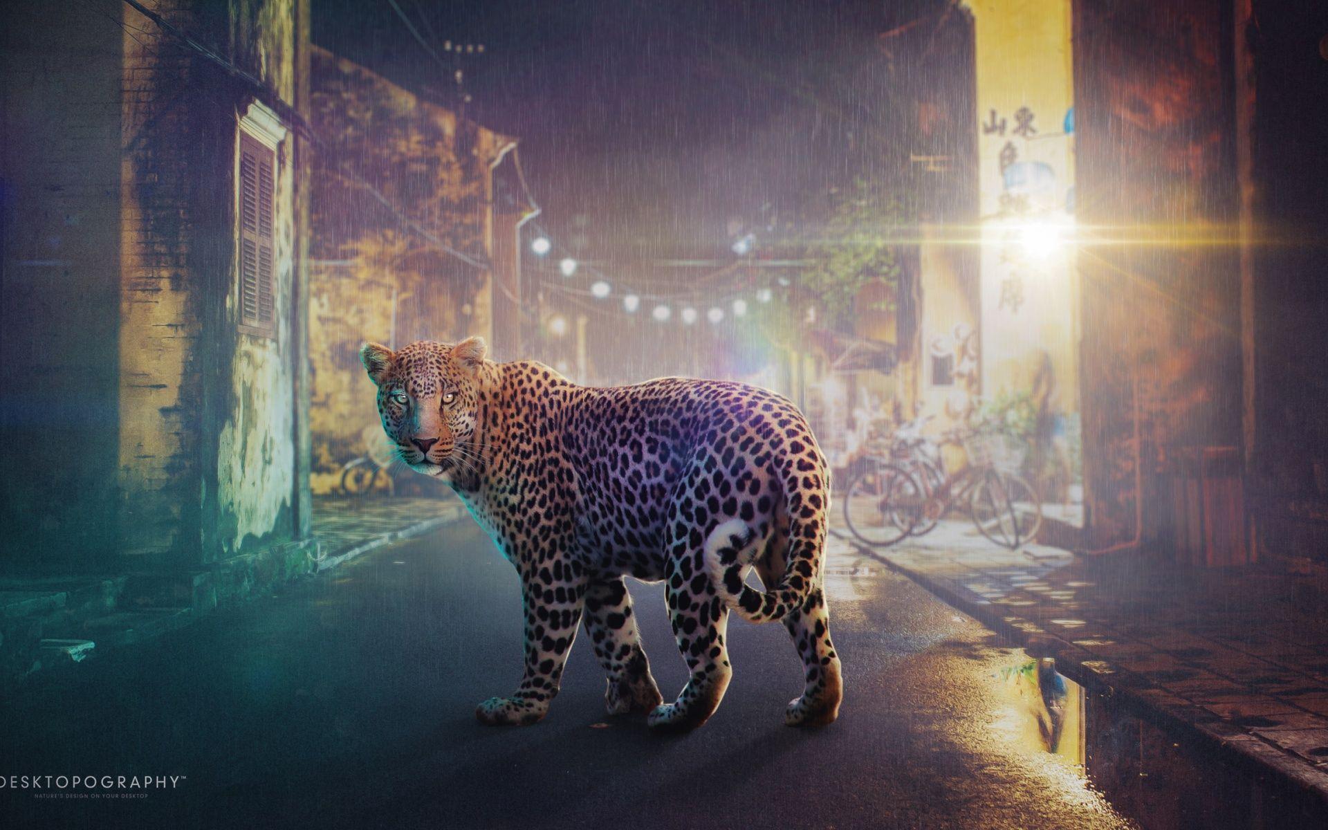 1920x1200 Night Leopard Wallpaper