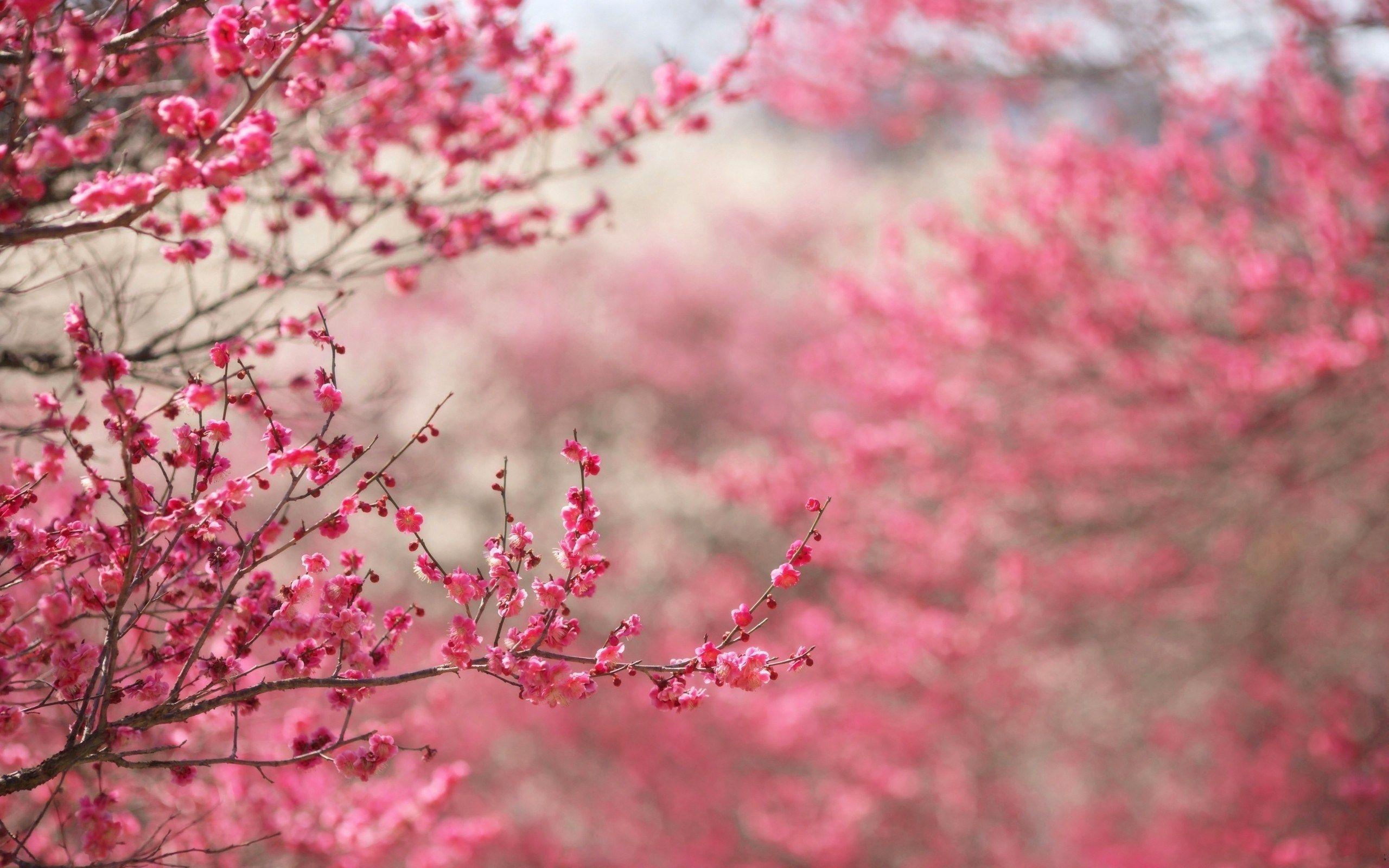 2560x1600 Cherry Blossoms Pink Spring Nature hình nền