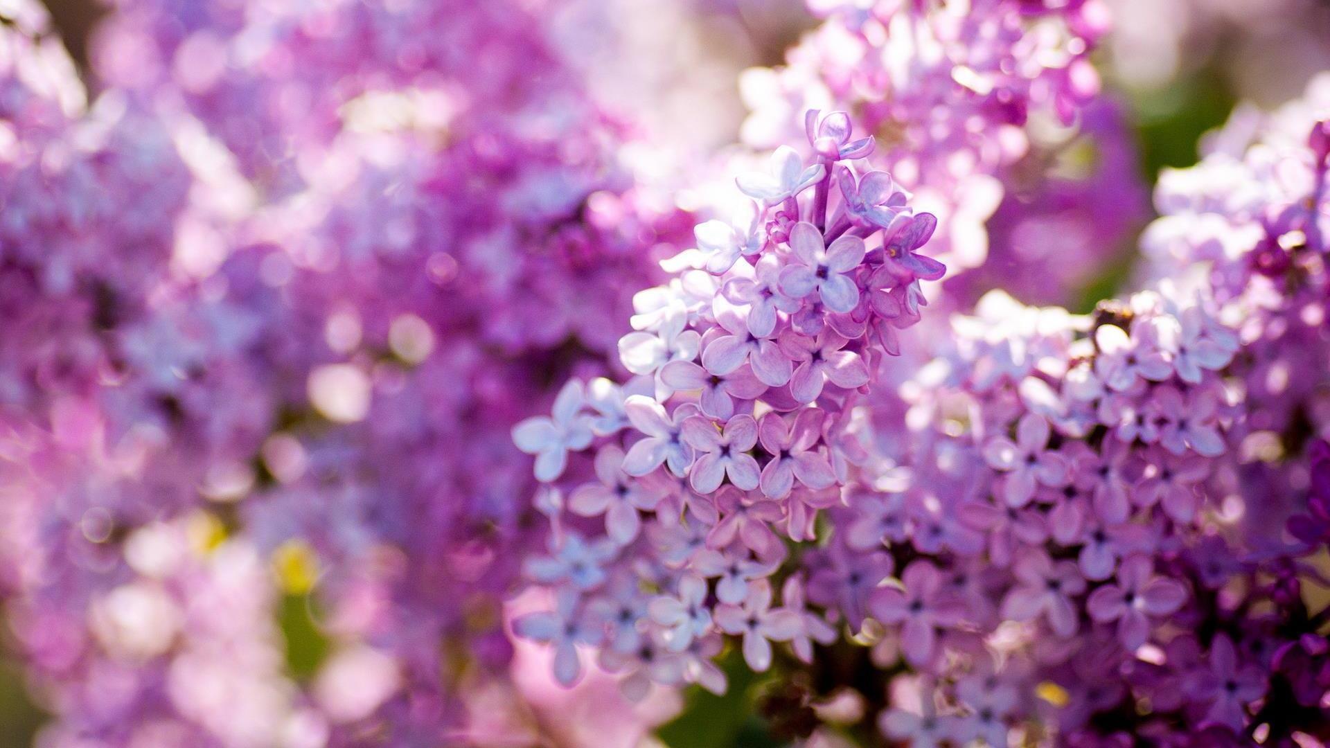 1920x1080 Lilac Flower. Nature Wallpaper for Android