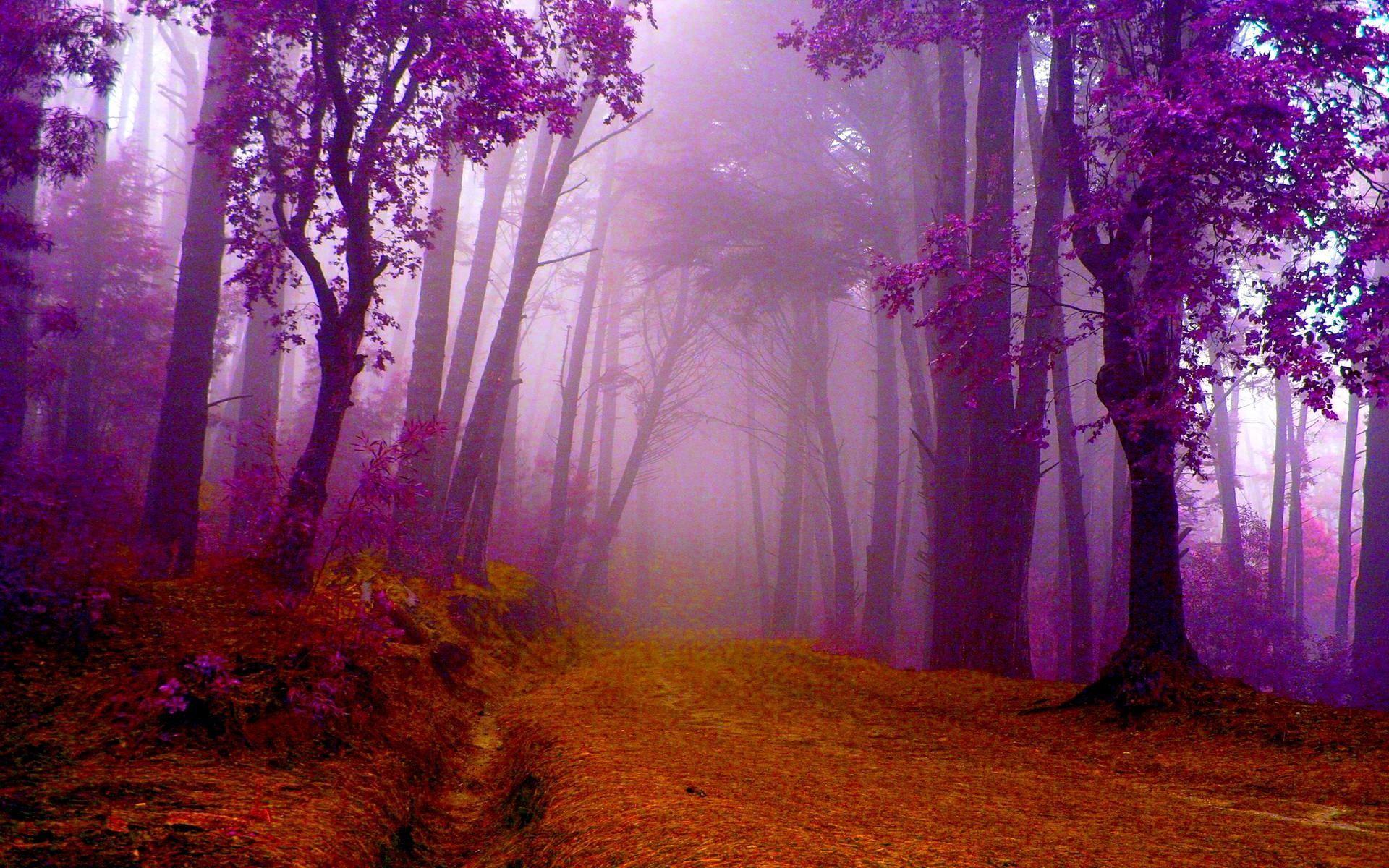 1920x1200 HD Autumn In Purple Wallpaper. Purple wallpaper hd, Purple wallpaper, Summer landscape