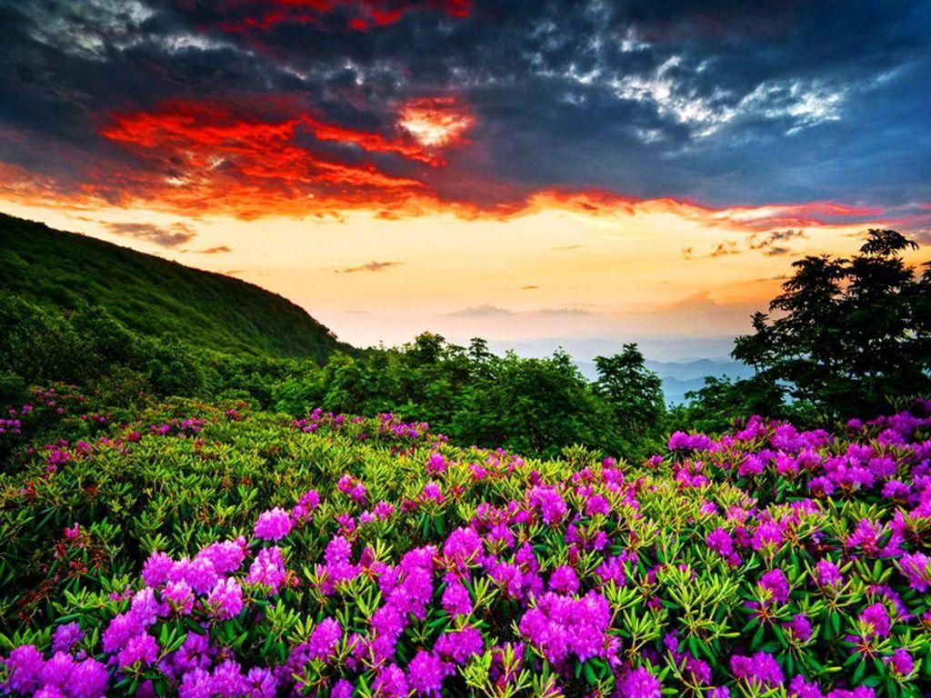 1024x768 Free download Violet Flowers Wallpaper HD Picture One HD Wallpaper [1024x768] for your Desktop, Mobile & Tablet. Explore Beautiful Desktop Background. Free Awesome Desktop Wallpaper, Beautiful Wallpaper for Desktop