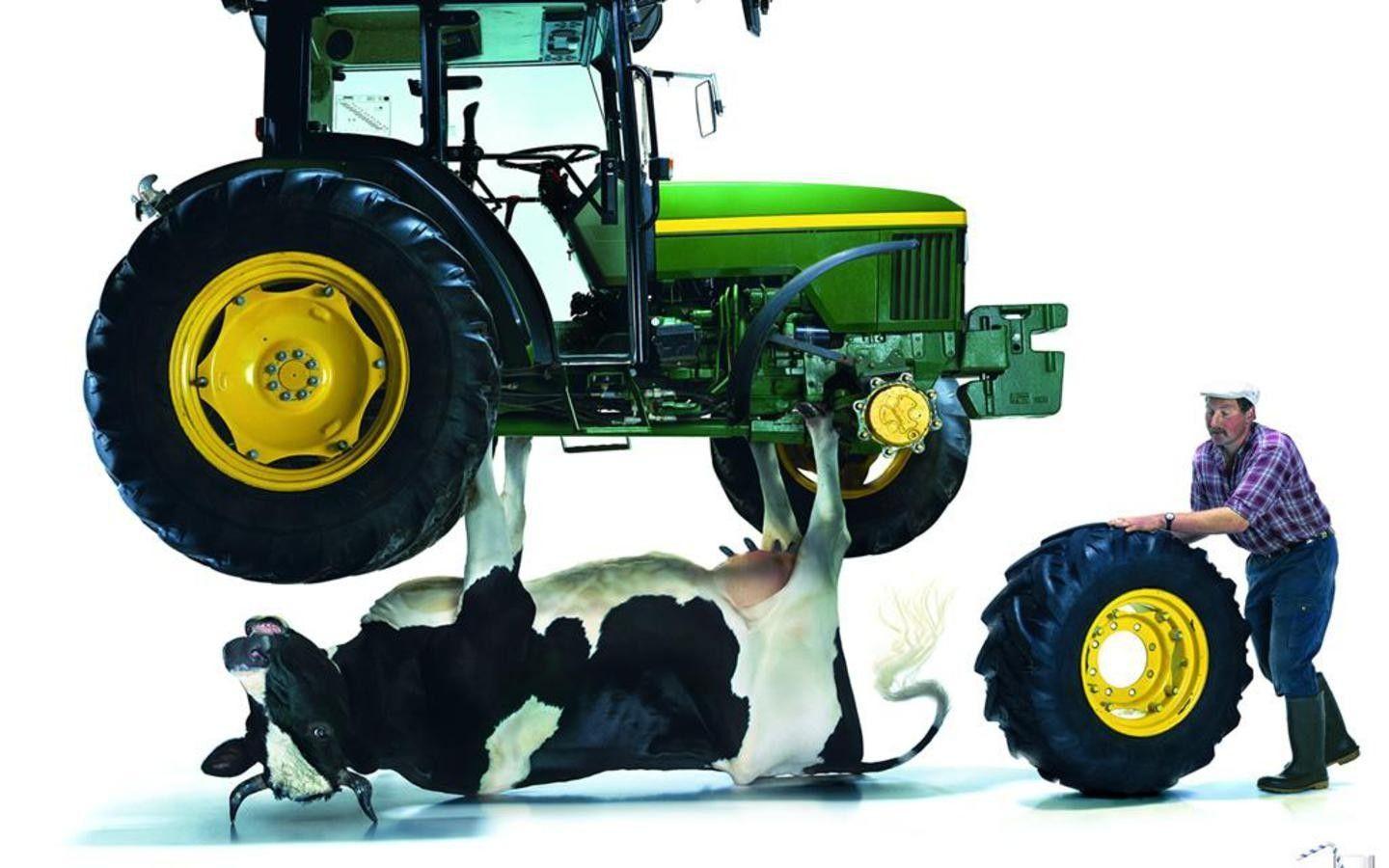 1440x900 Download Wallpaper, Download 1440x900 jack tractors cows john deere 1440x900 wallpaper Animals HD Wallpaper, Hi Res Animals Wallpaper, High Definition Wallpaper
